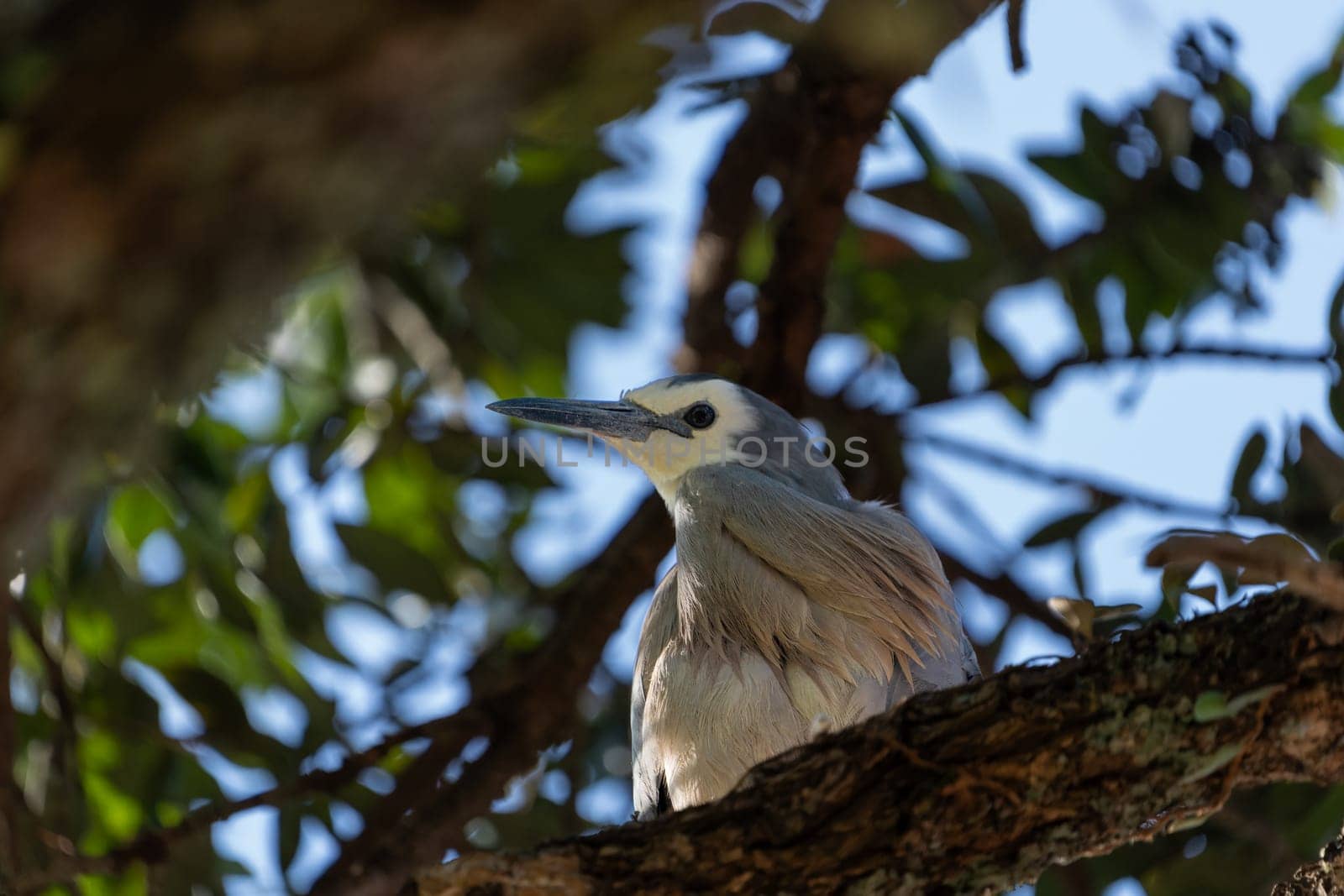 White-faced heron in pohutukawa,