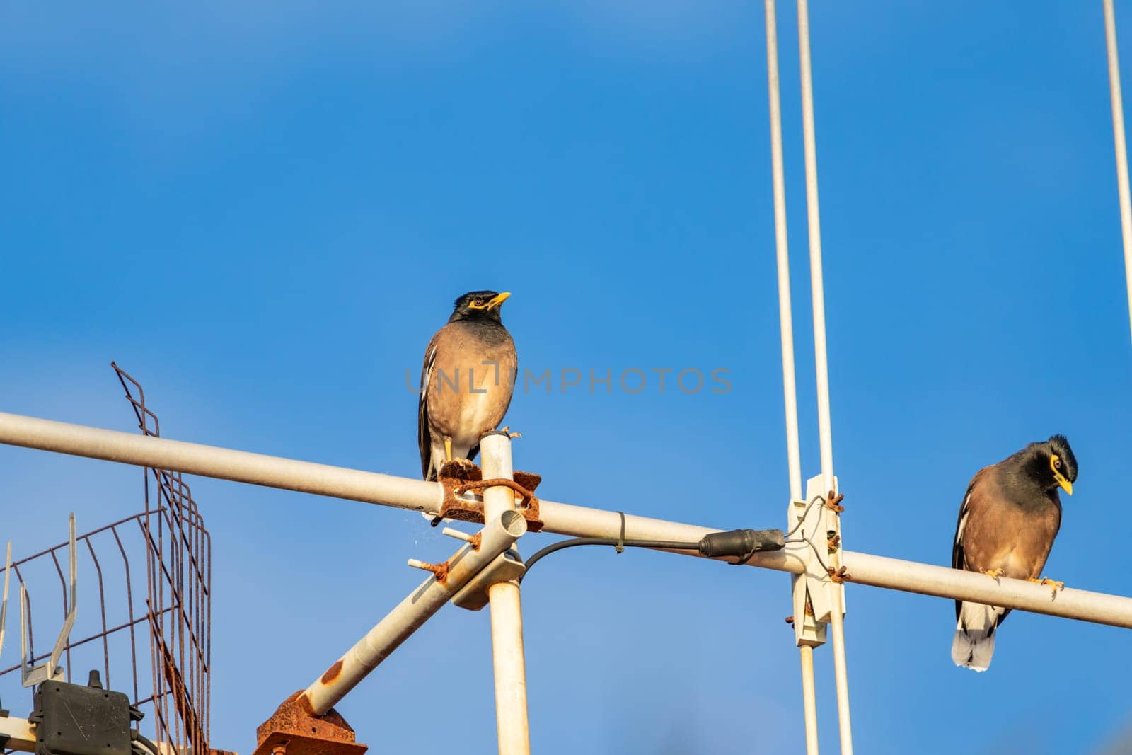 Two Common myna on TV aerial against blue sky background.