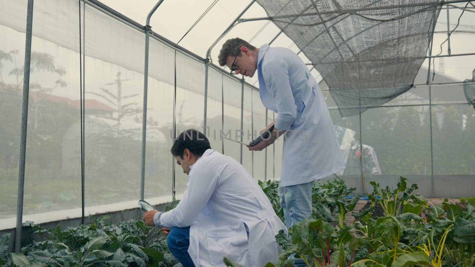 Two Biotechnology man engineer holding magnifying glass and looking at the vegetables leaf in hydroponics farm for disease, Professional researcher agriculture scientist use laptop computer