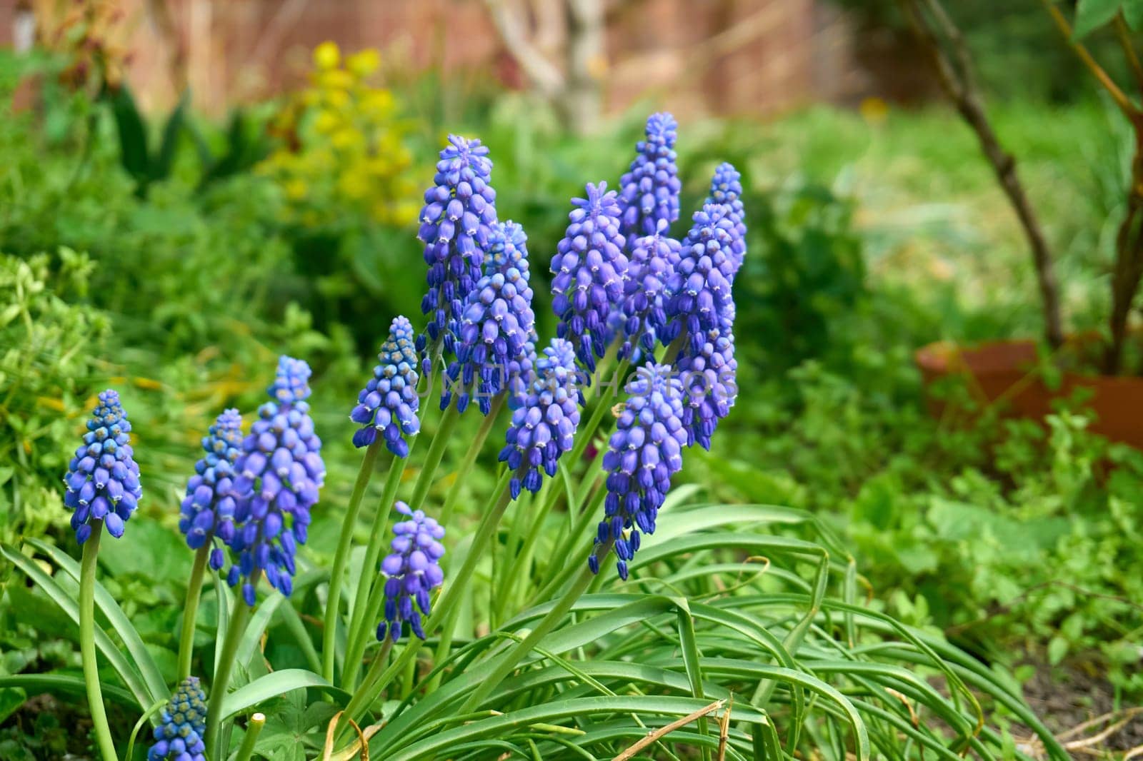 A perennial bulbous herbaceous polycarpic plant with an ovoid bulb for landscaping