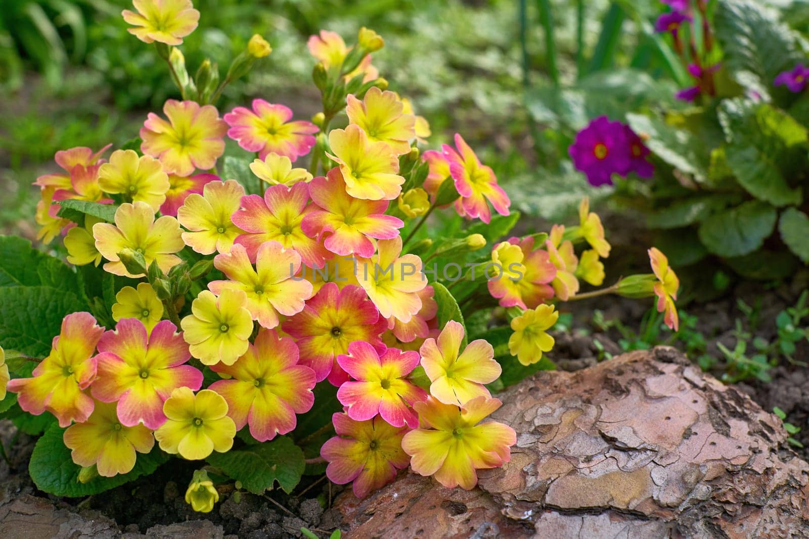 Perennial herbaceous short rhizome plant. Leaves are lanceolate, elongated, dark green
