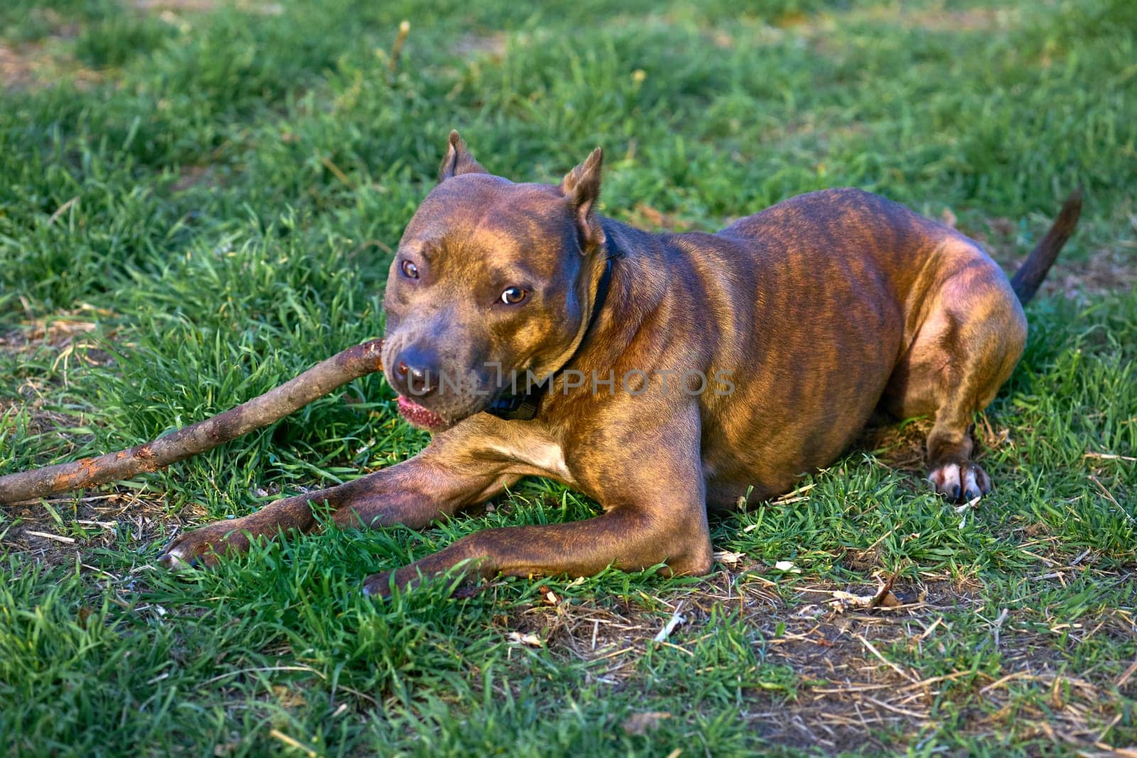 a dog of an American variety of bull terrier, noted for its muscular build.