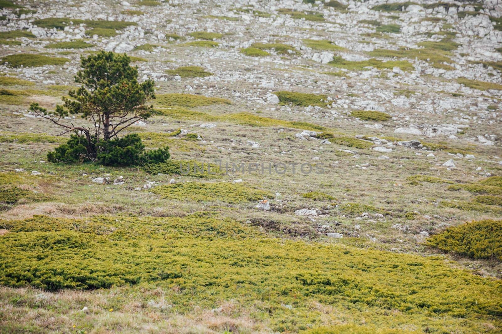 lonely green tree among rocks landscape