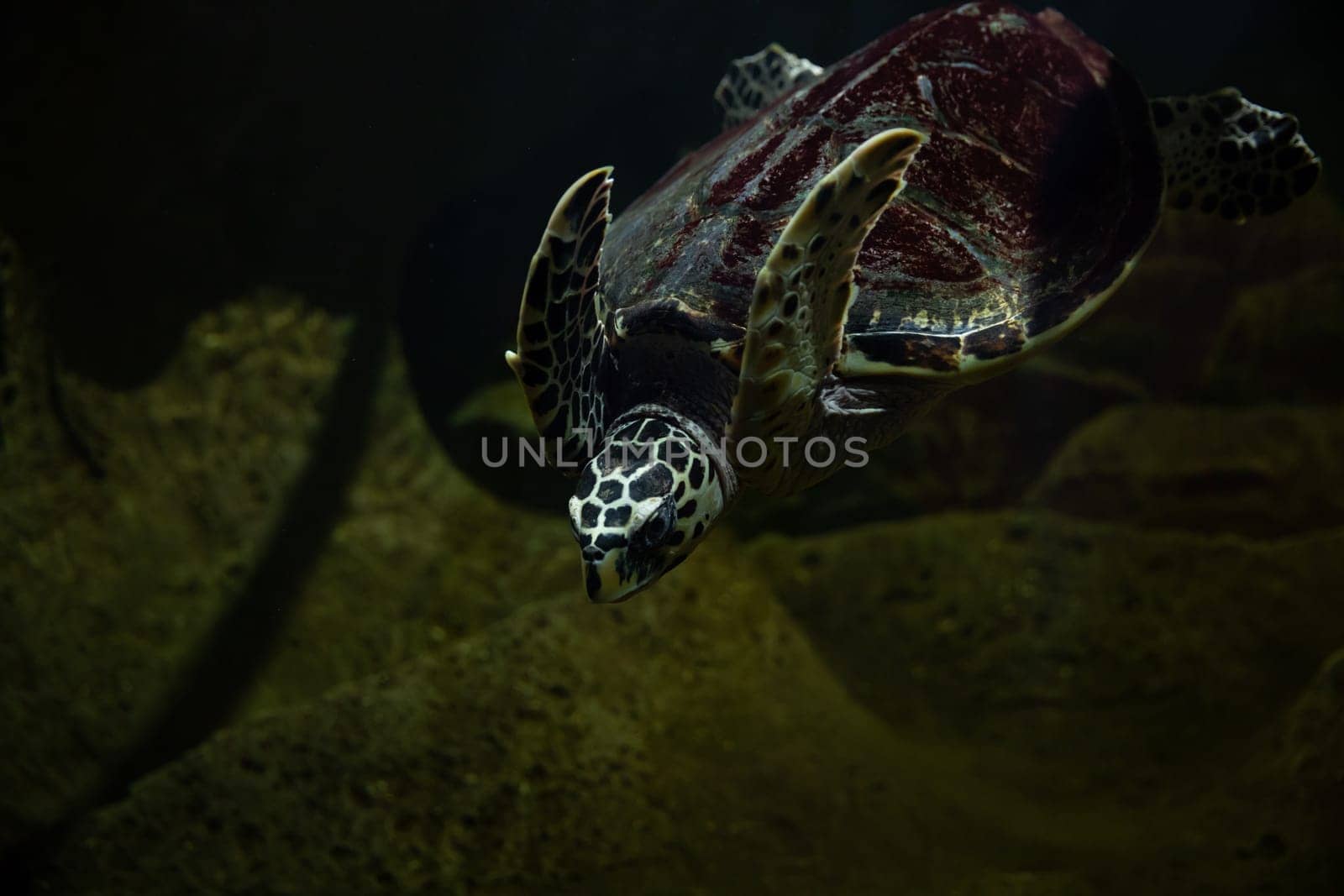 Sea turtle in search of food in the dark water of an aquarium