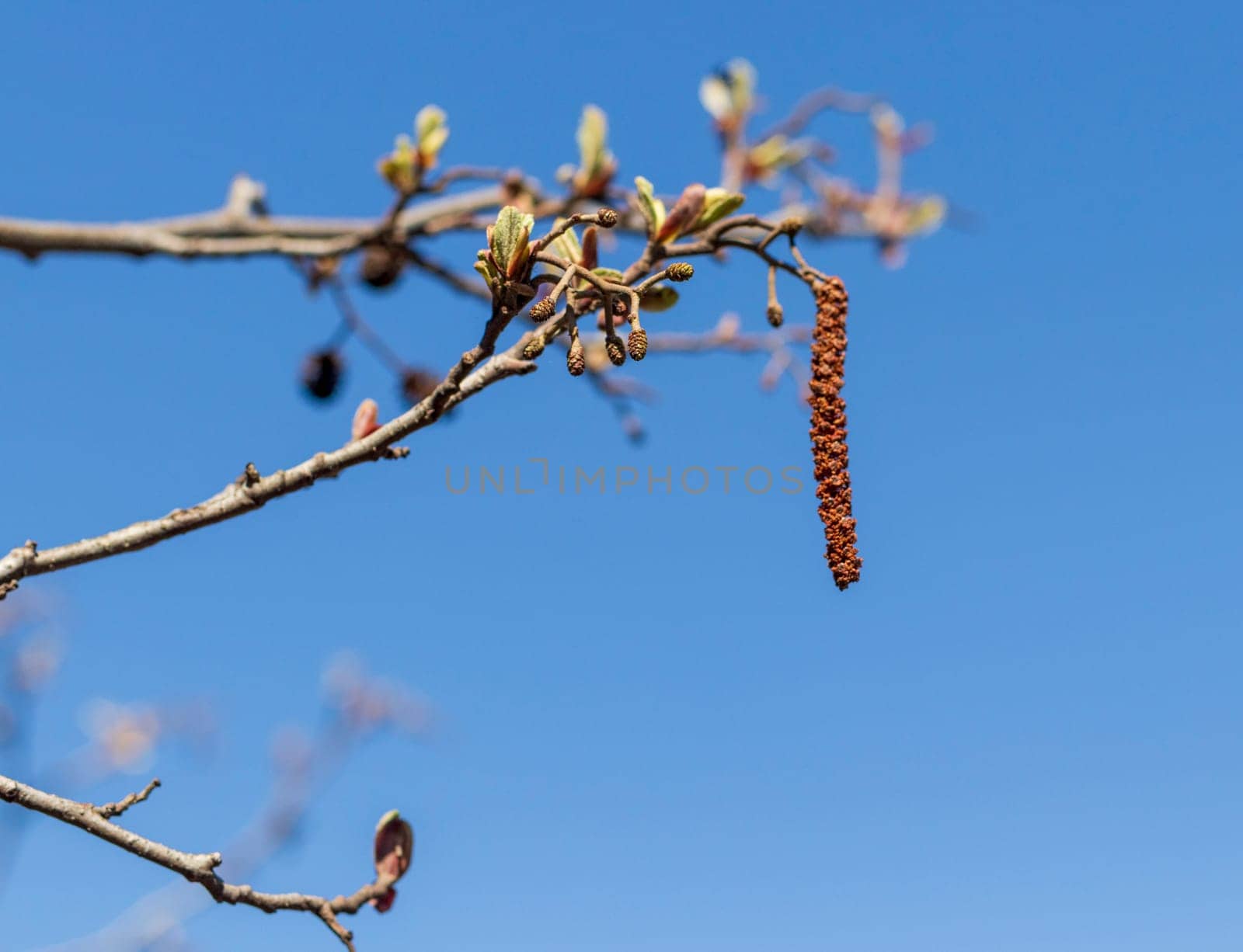Leaves bloom on the birch tree in spring