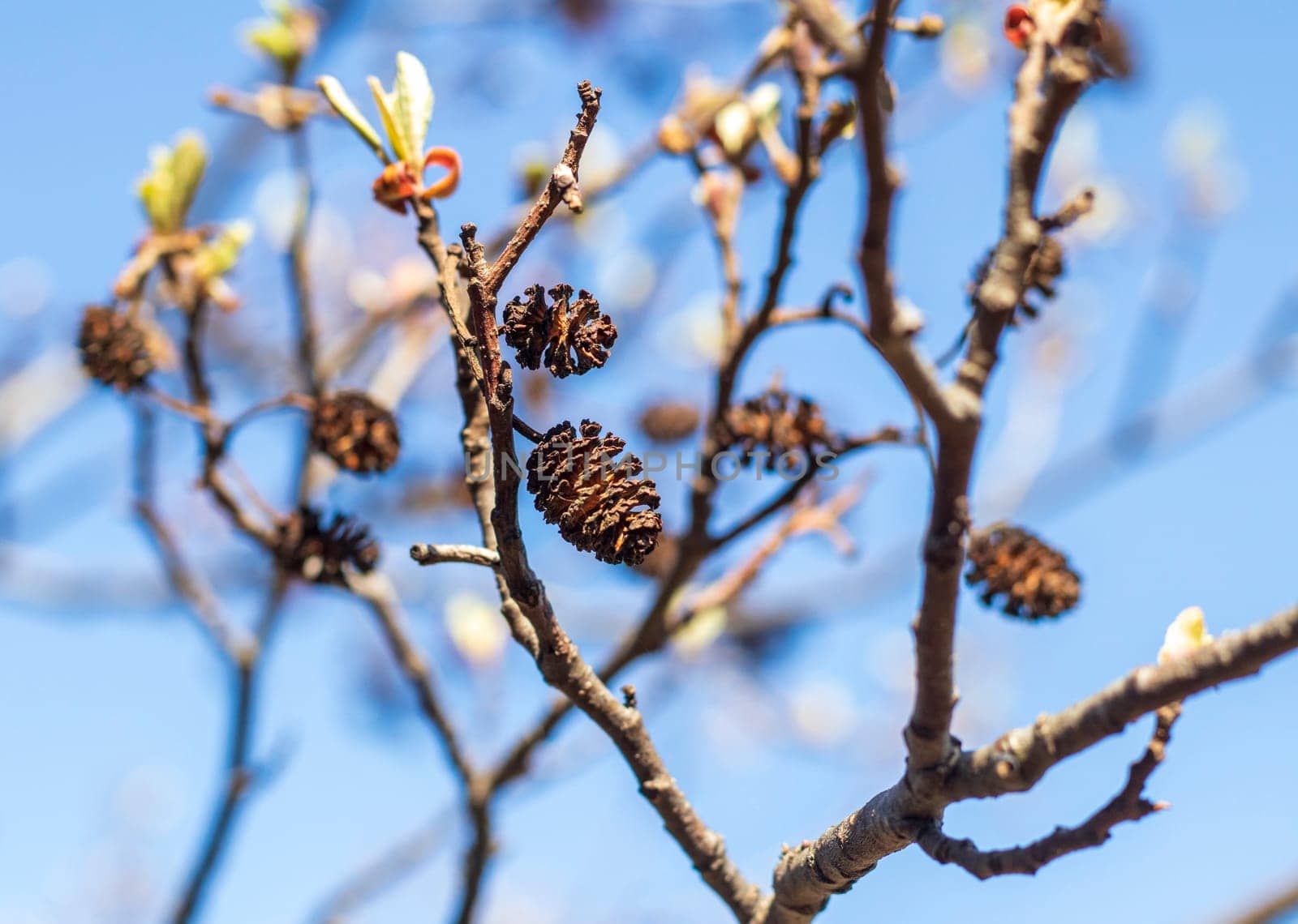 Leaves bloom on the alder tree in spring