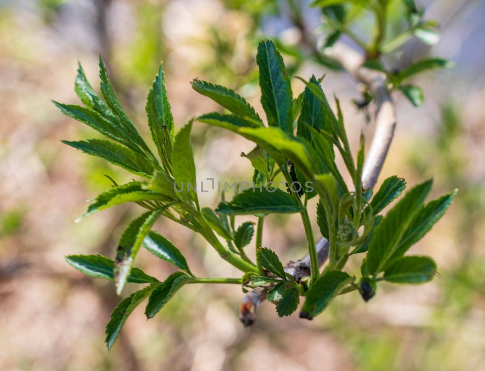 Leaves bloom on the alder tree in spring