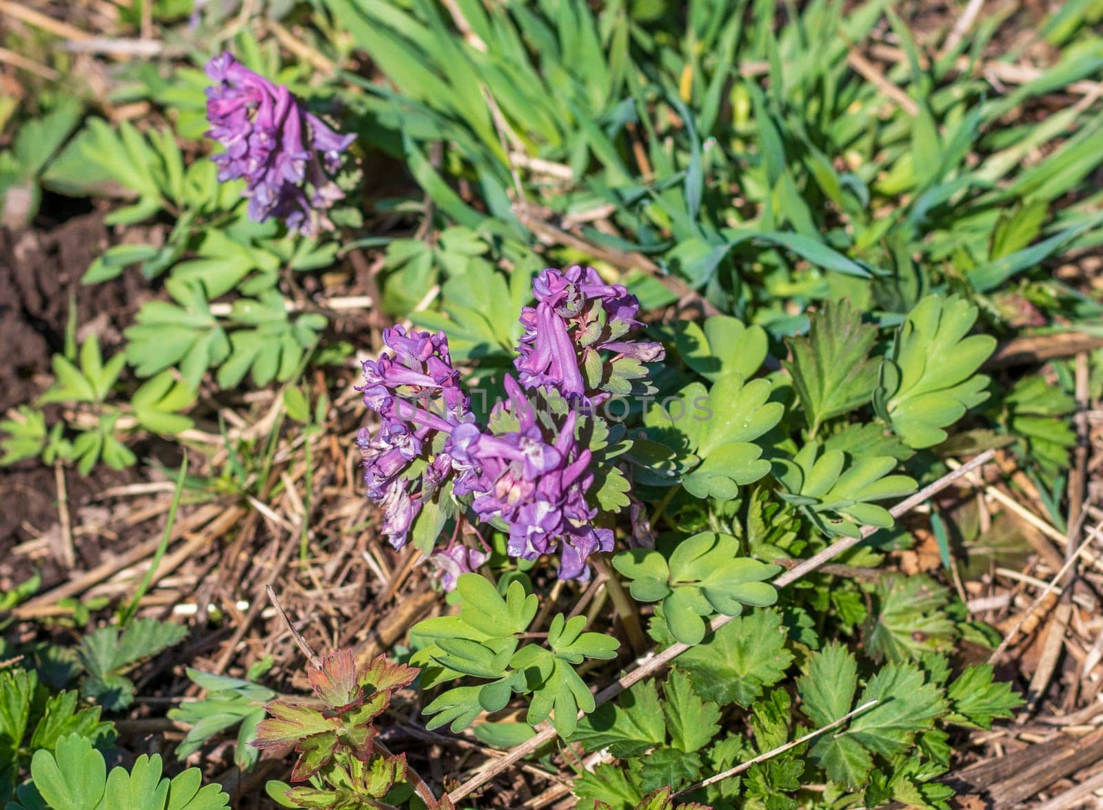 Close up shot of the corydalis solida or bird in the bush