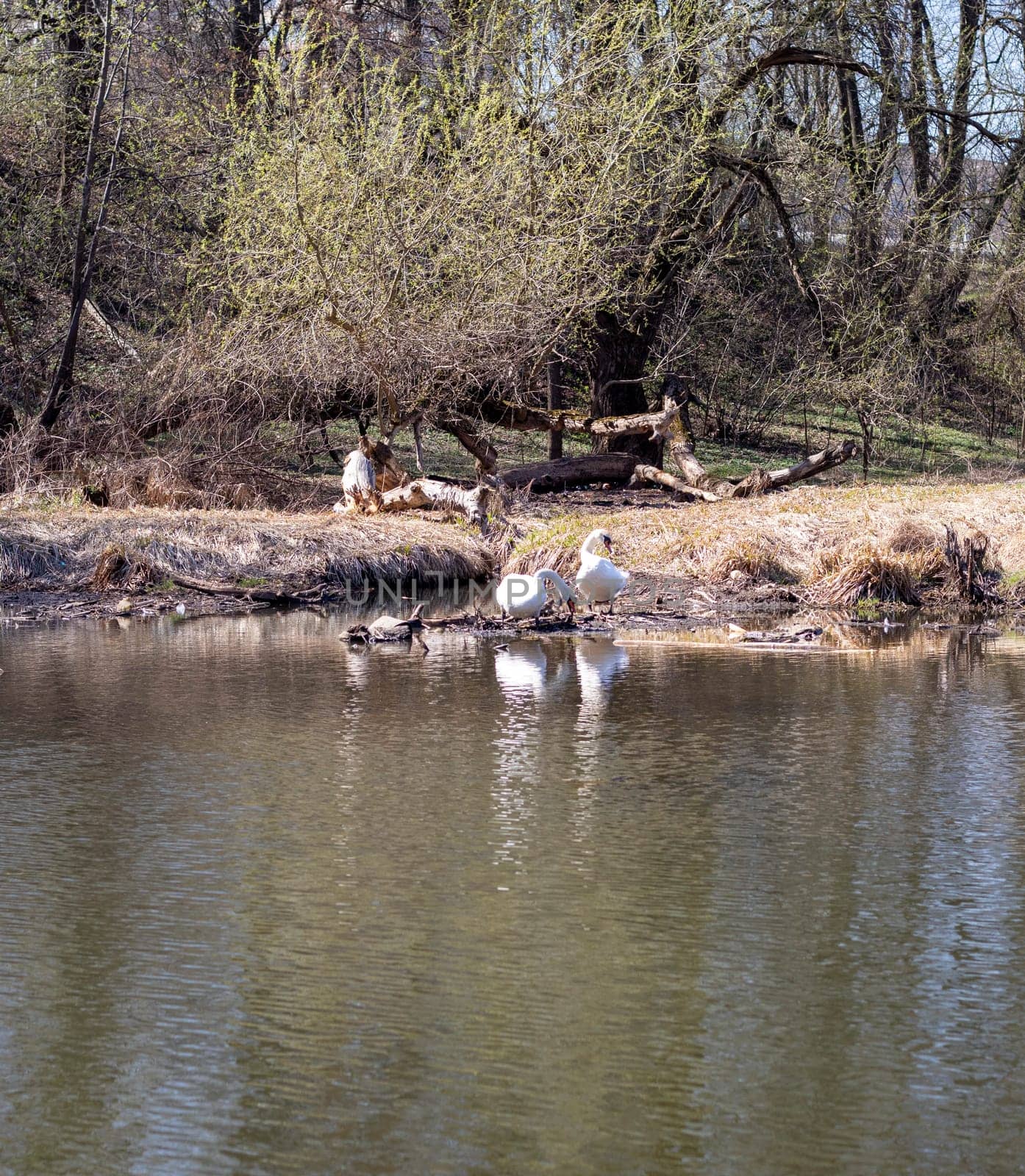 Shot of the swans in the pond of the city park