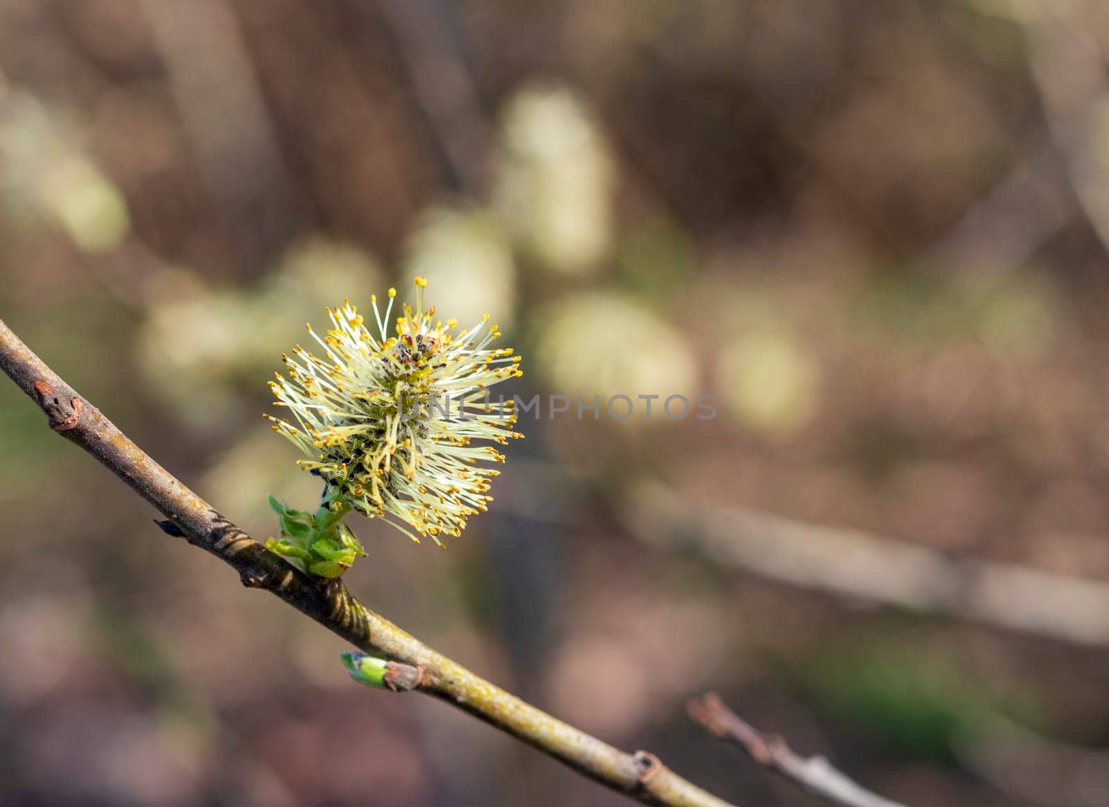 Salix caprea tree buds and leaves bloom