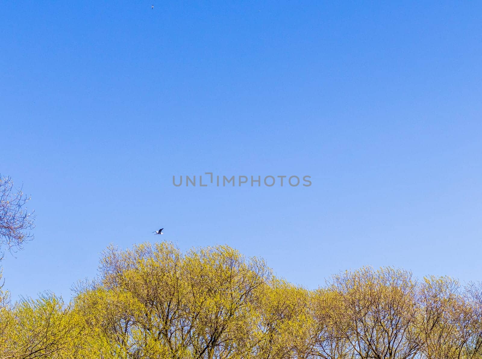 Shot of the heron flying in the sky