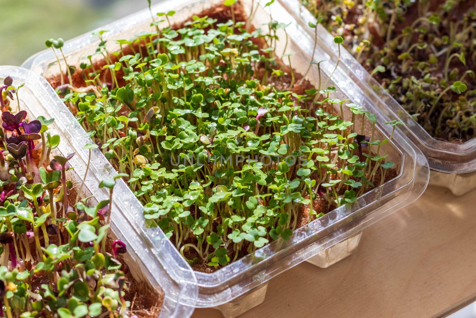 Freshly sprouted shoots of micro greens in the plastic containers on the jute mat. Placed on the wooden shelf in the balcony