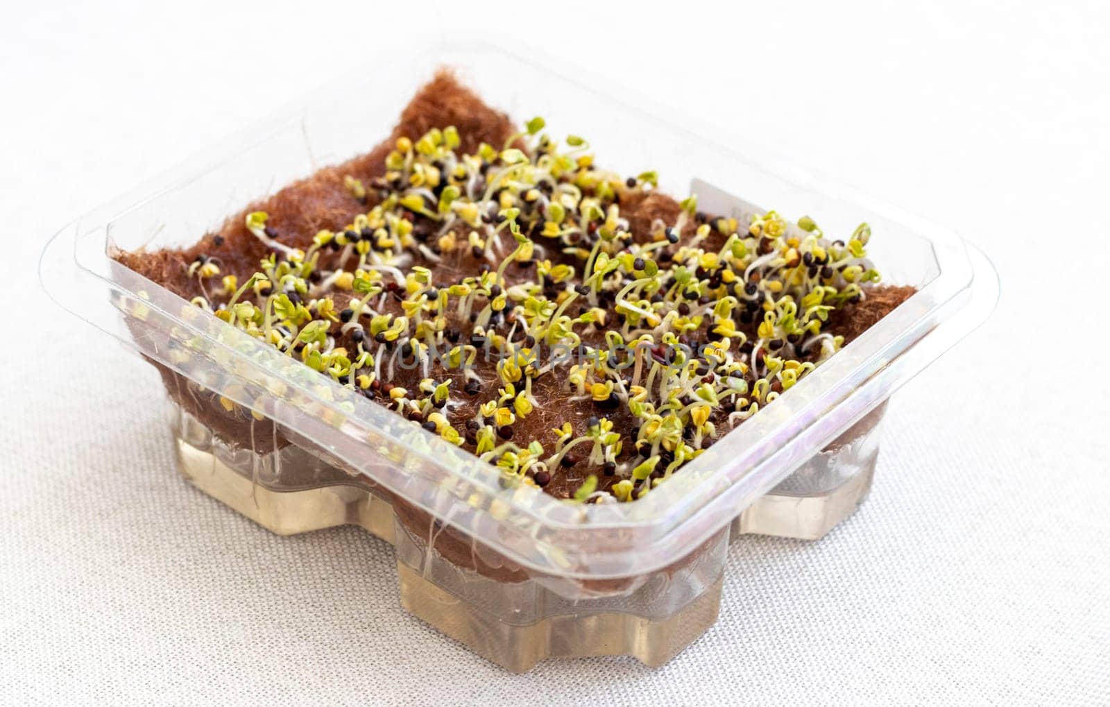 Freshly sprouted shoots of micro greens in the plastic container on the jute mat