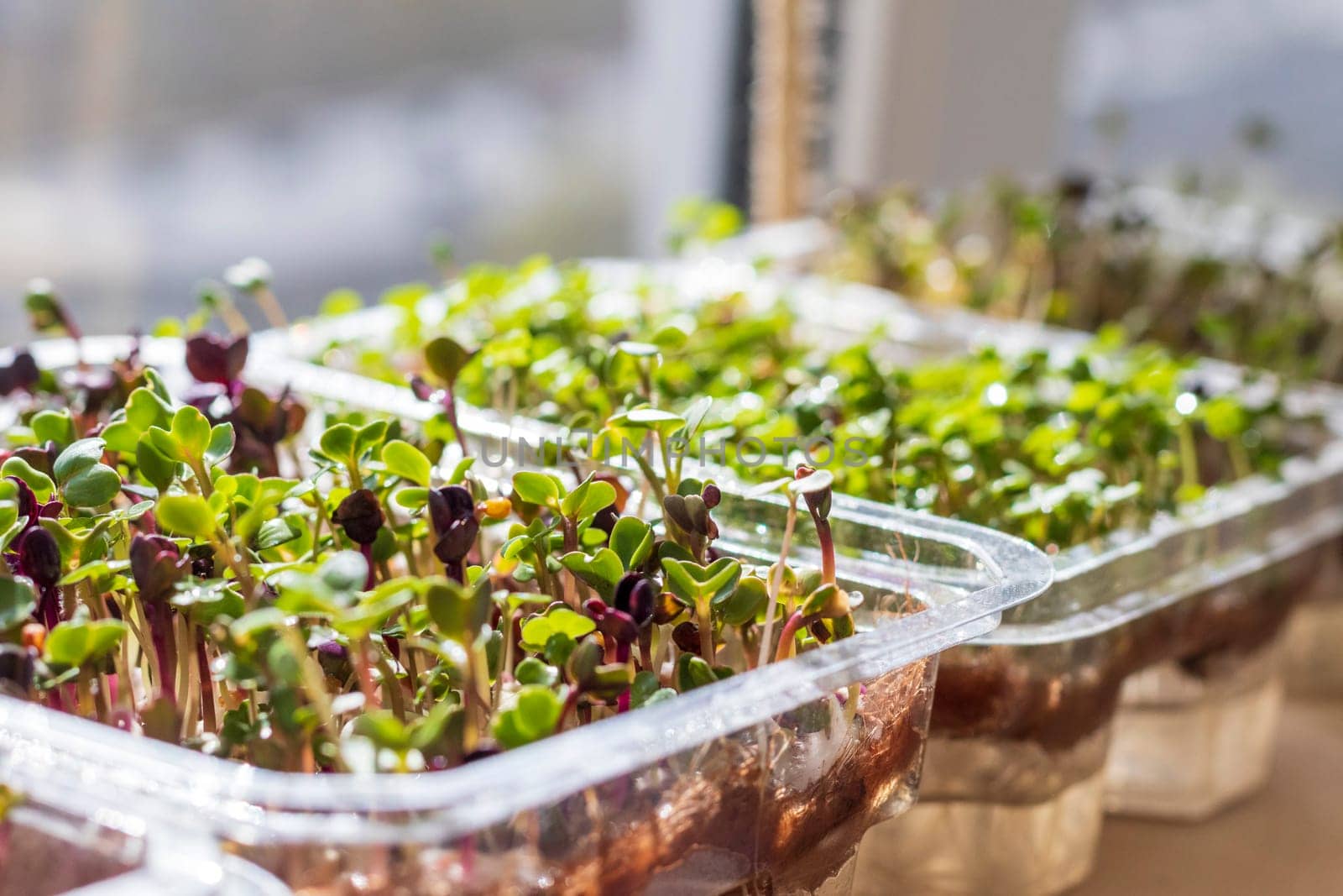 Freshly sprouted shoots of micro greens in the plastic containers on the jute mat. Placed on the wooden shelf in the balcony