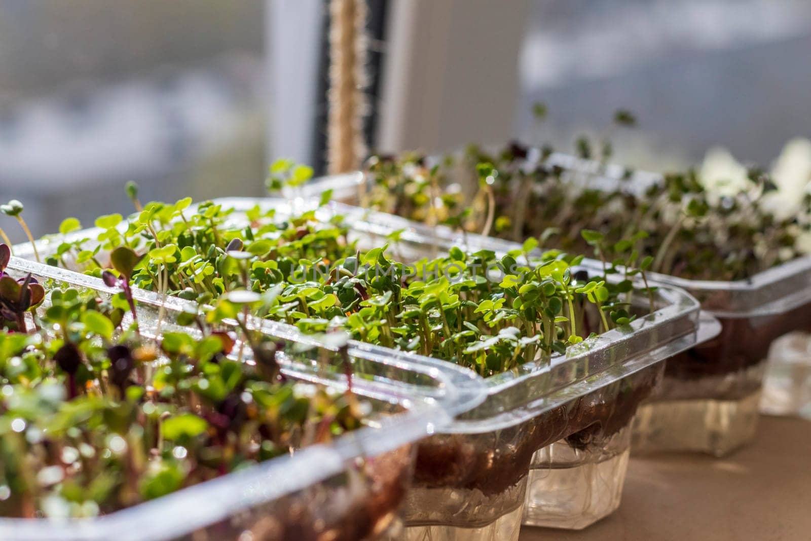 Freshly sprouted shoots of micro greens in the plastic containers on the jute mat. Placed on the wooden shelf in the balcony