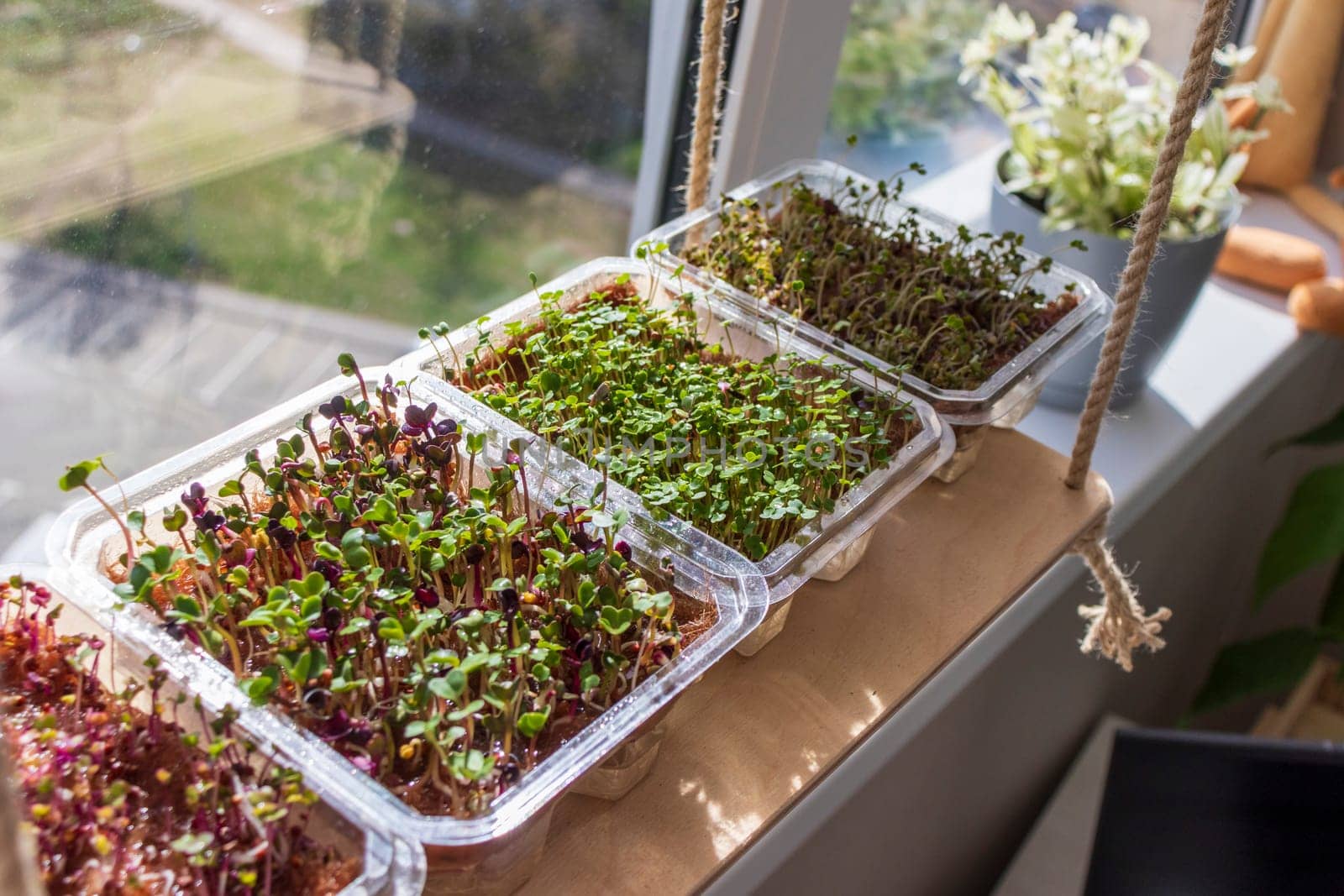 Freshly sprouted shoots of micro greens in the plastic containers on the jute mat. Placed on the wooden shelf in the balcony