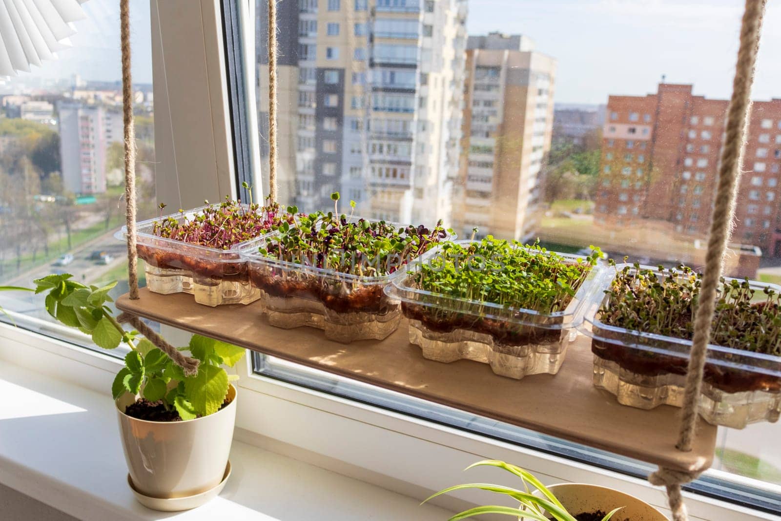 Freshly sprouted shoots of micro greens in the plastic containers on the jute mat. Placed on the wooden shelf in the balcony of the modern apartment