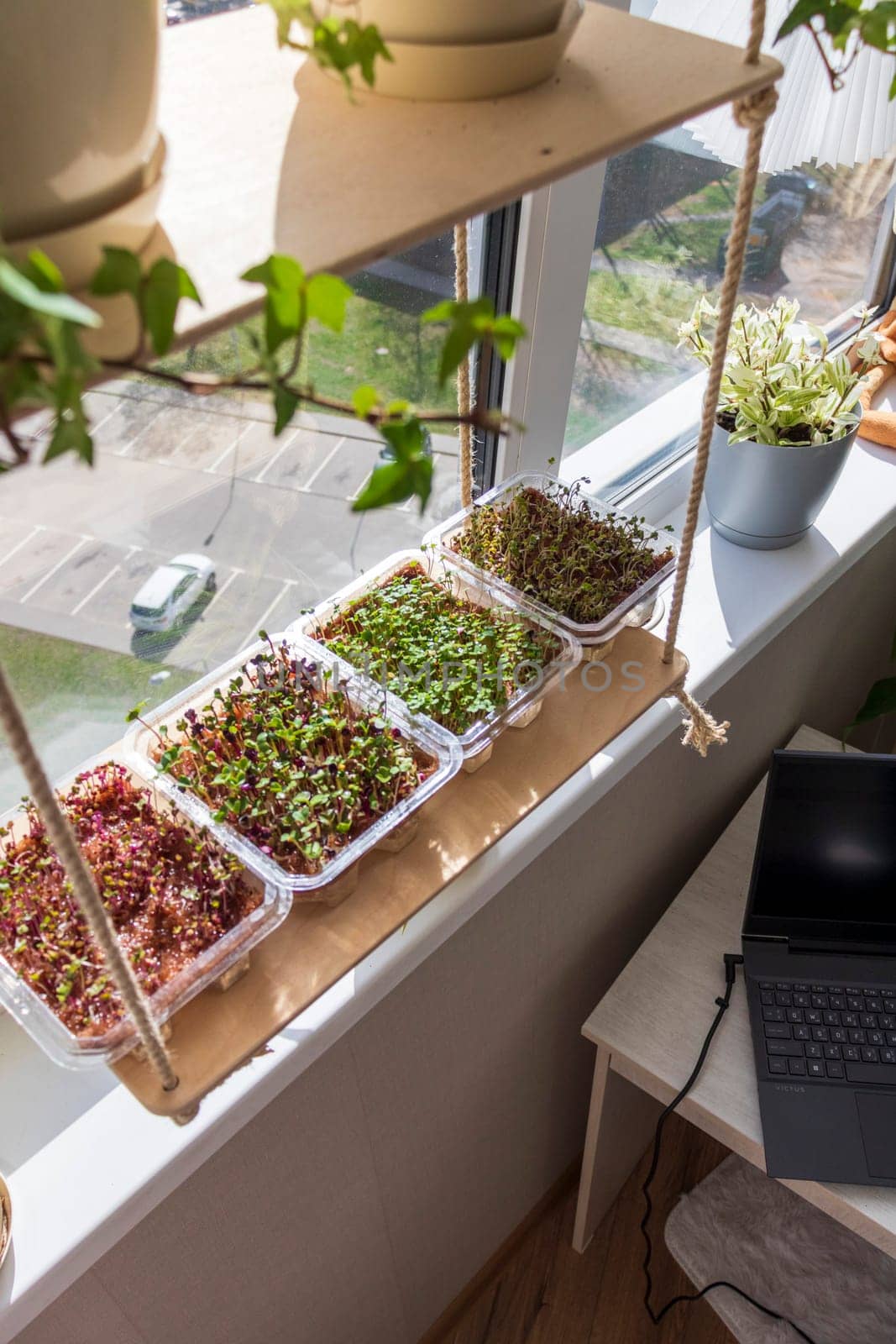 Freshly sprouted shoots of micro greens in the plastic containers on the jute mat. Placed on the wooden shelf in the balcony of the modern apartment