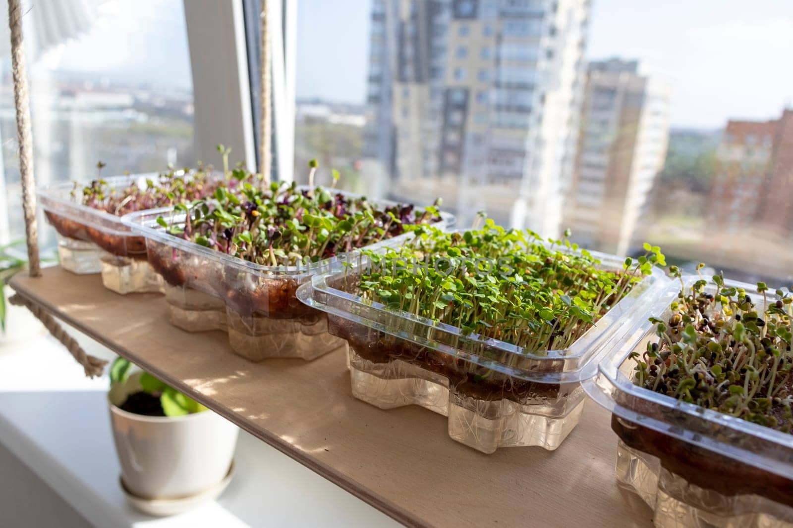 Freshly sprouted shoots of micro greens in the plastic containers on the jute mat. Placed on the wooden shelf in the balcony of the modern apartment