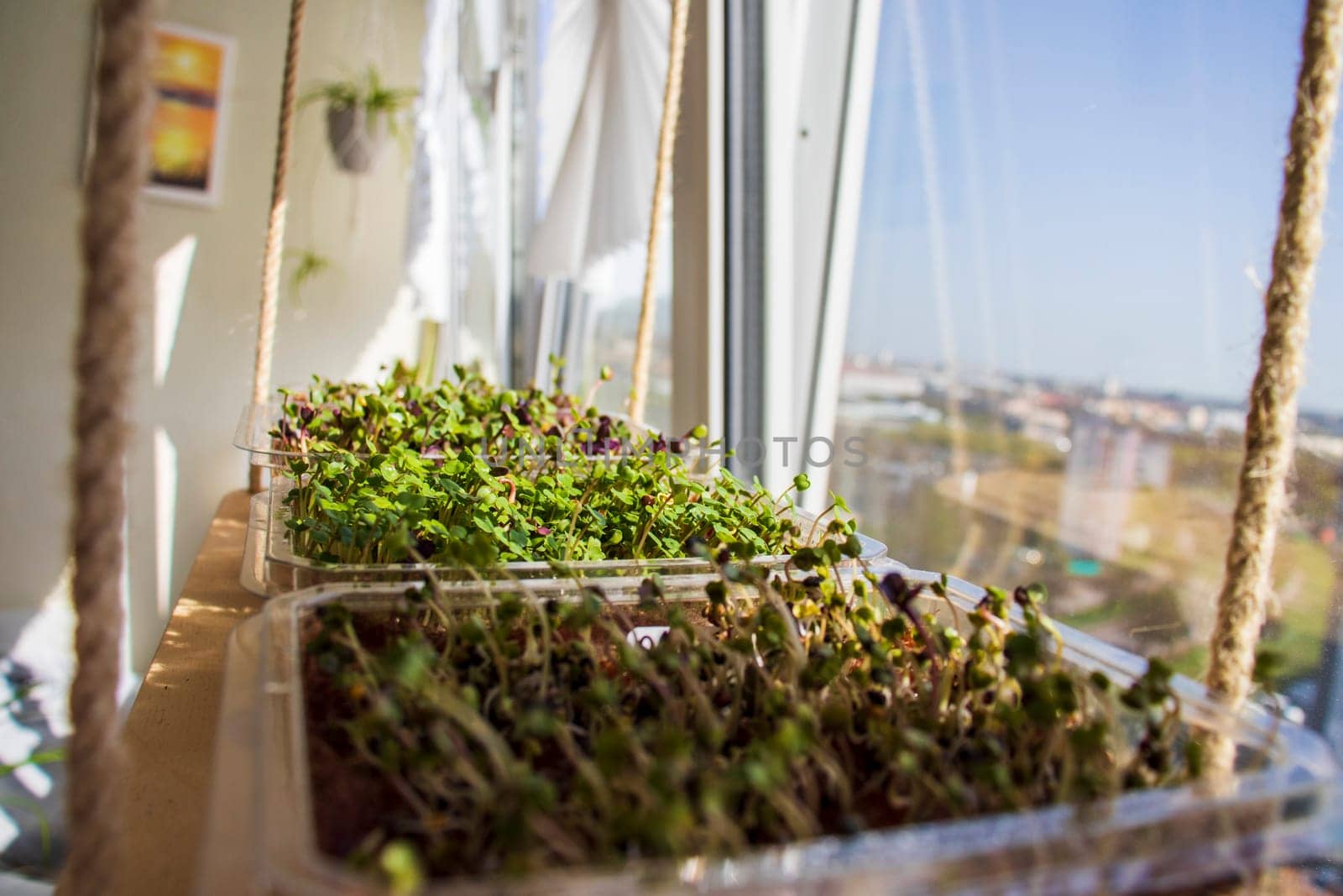 Freshly sprouted shoots of micro greens in the plastic containers on the jute mat. Placed on the wooden shelf in the balcony of the modern apartment