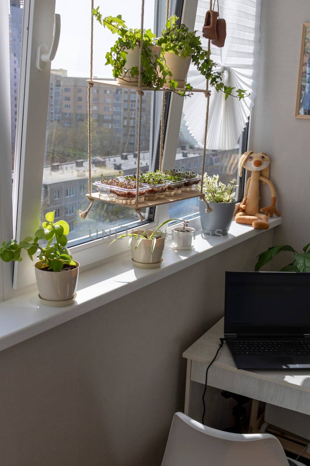 Freshly sprouted shoots of micro greens in the plastic containers on the jute mat. Placed on the wooden shelf in the balcony of the modern apartment