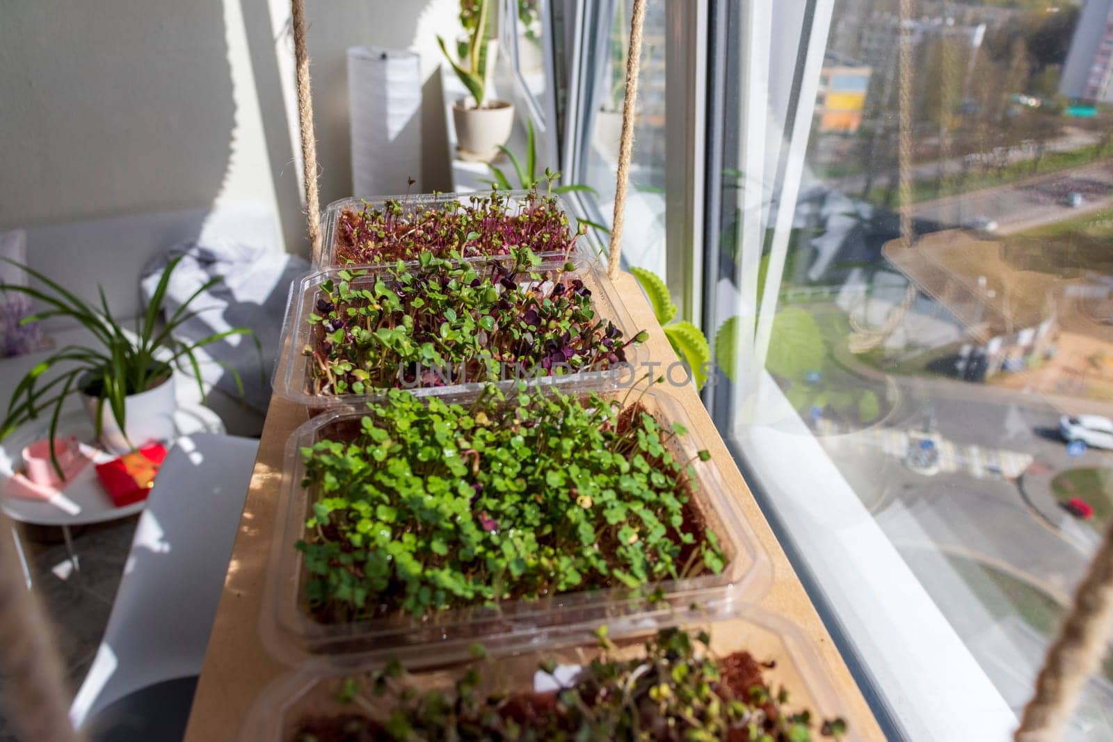 Freshly sprouted shoots of micro greens in the plastic containers on the jute mat. Placed on the wooden shelf in the balcony of the modern apartment