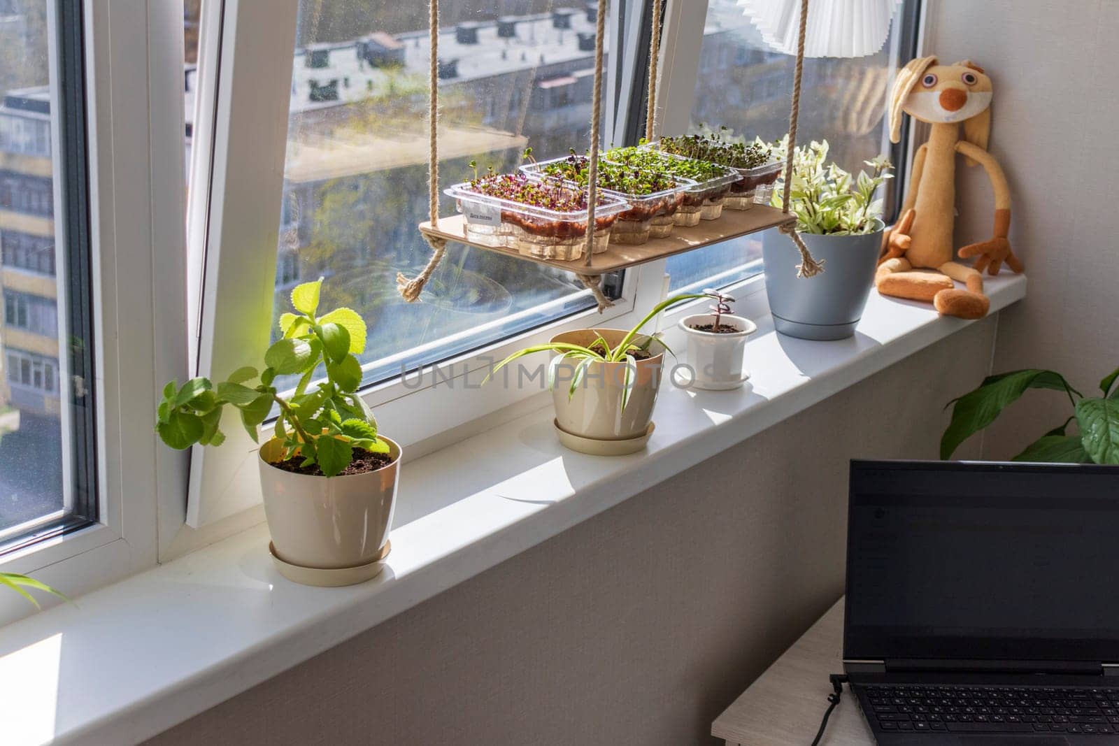 Freshly sprouted shoots of micro greens in the plastic containers on the jute mat. Placed on the wooden shelf in the balcony of the modern apartment