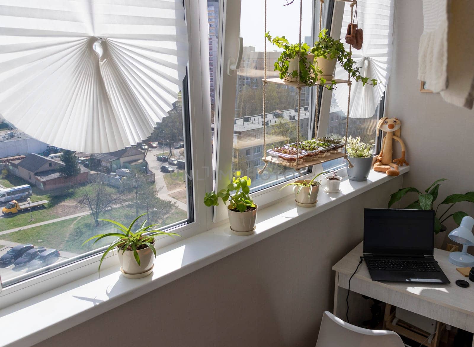 Freshly sprouted shoots of micro greens in the plastic containers on the jute mat. Placed on the wooden shelf in the balcony of the modern apartment