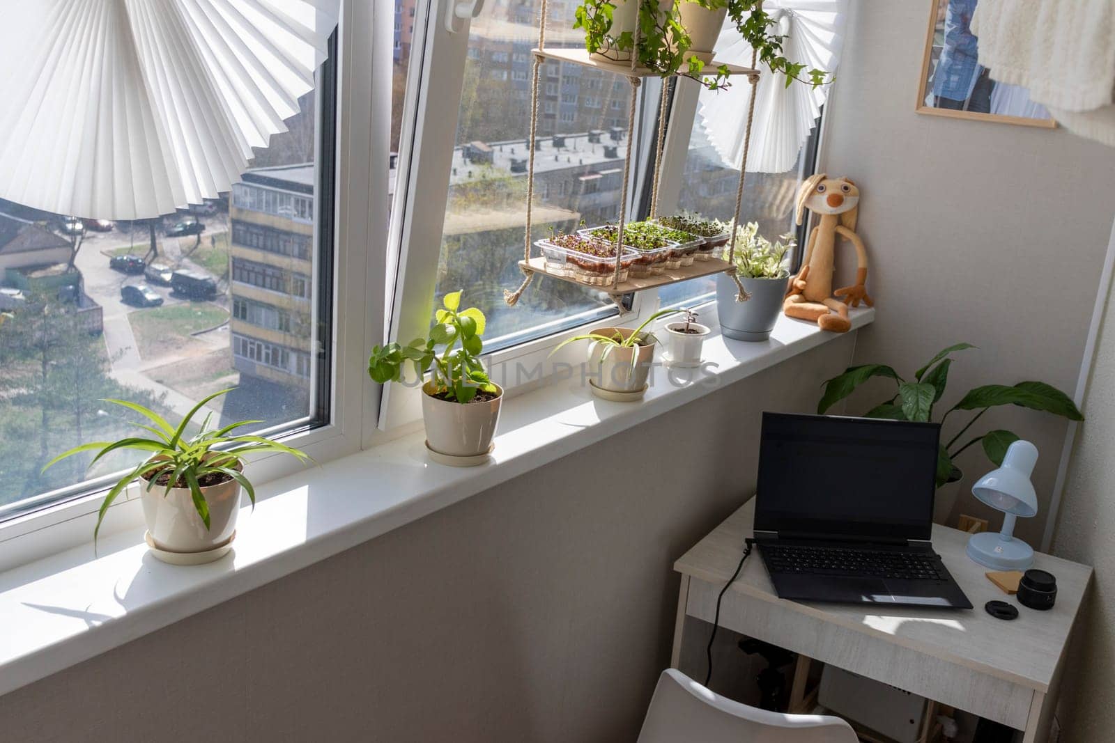Freshly sprouted shoots of micro greens in the plastic containers on the jute mat. Placed on the wooden shelf in the balcony of the modern apartment