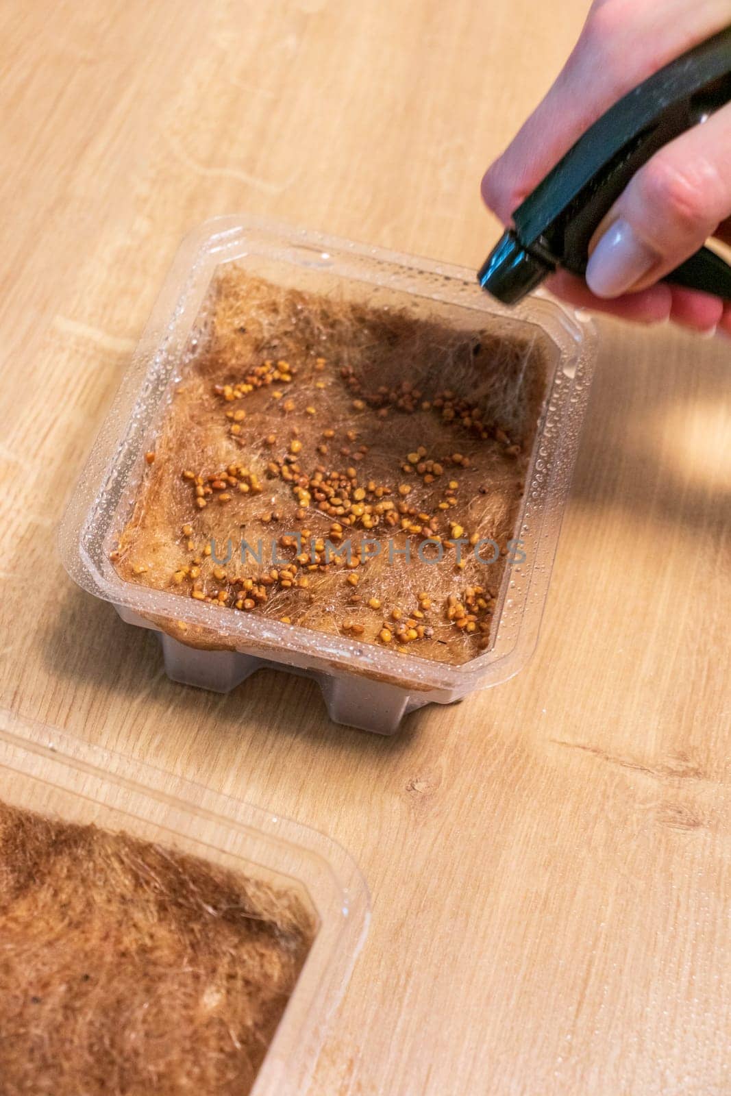 Person waters, sprays the seeds of micro greens in jute mat in the plastic container