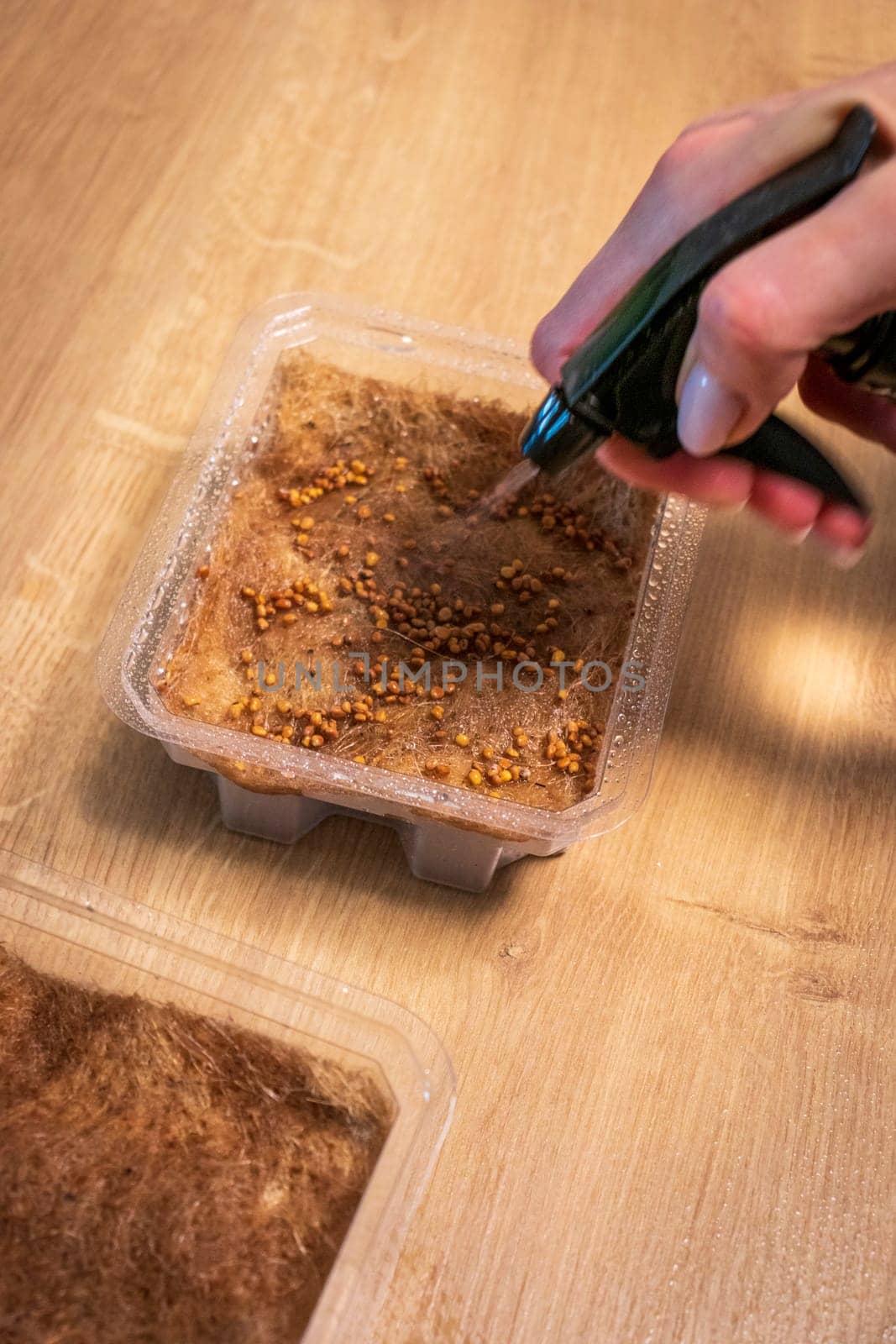 Person waters, sprays the seeds of micro greens in jute mat in the plastic container