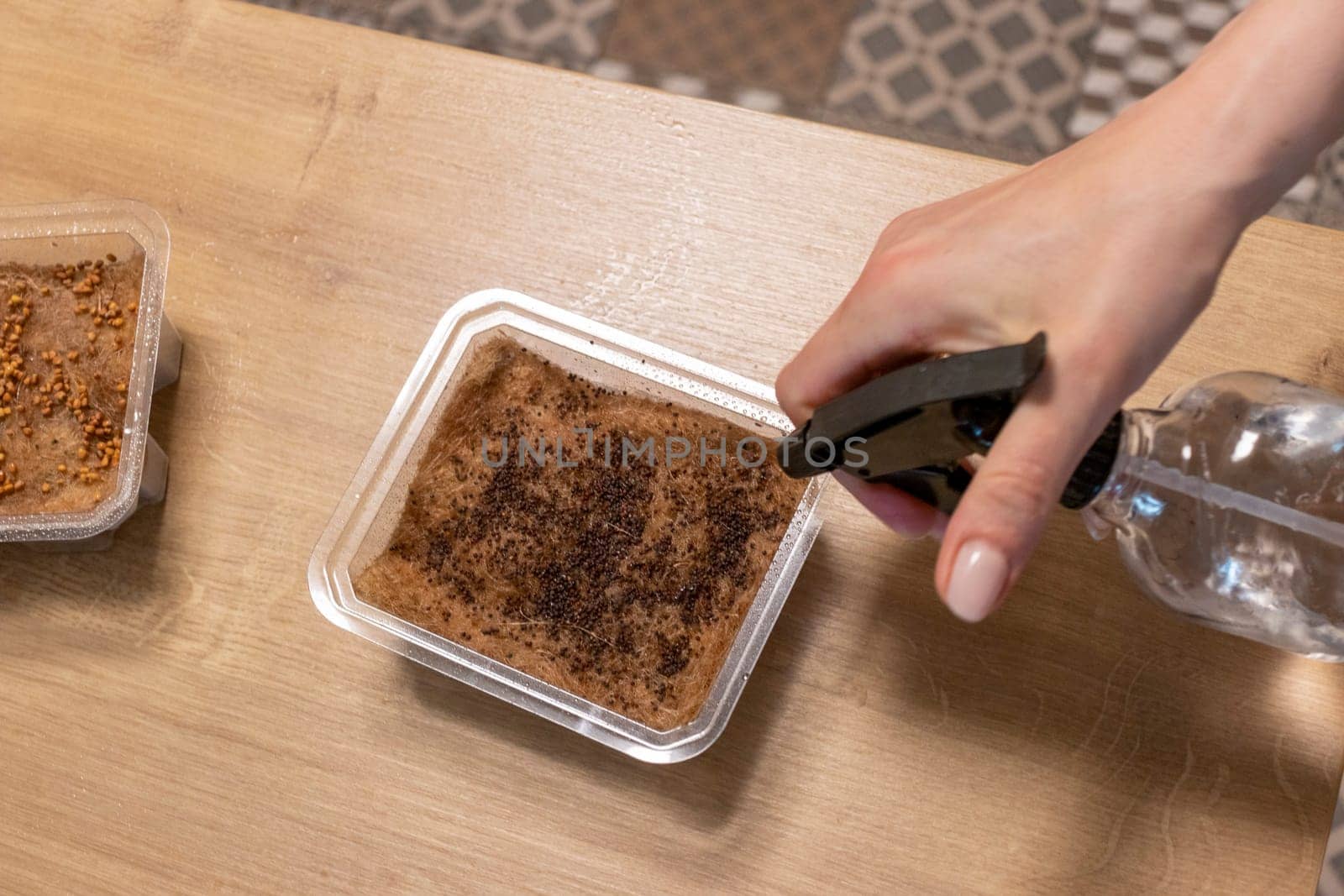 Person waters, sprays the seeds of micro greens in jute mat in the plastic container