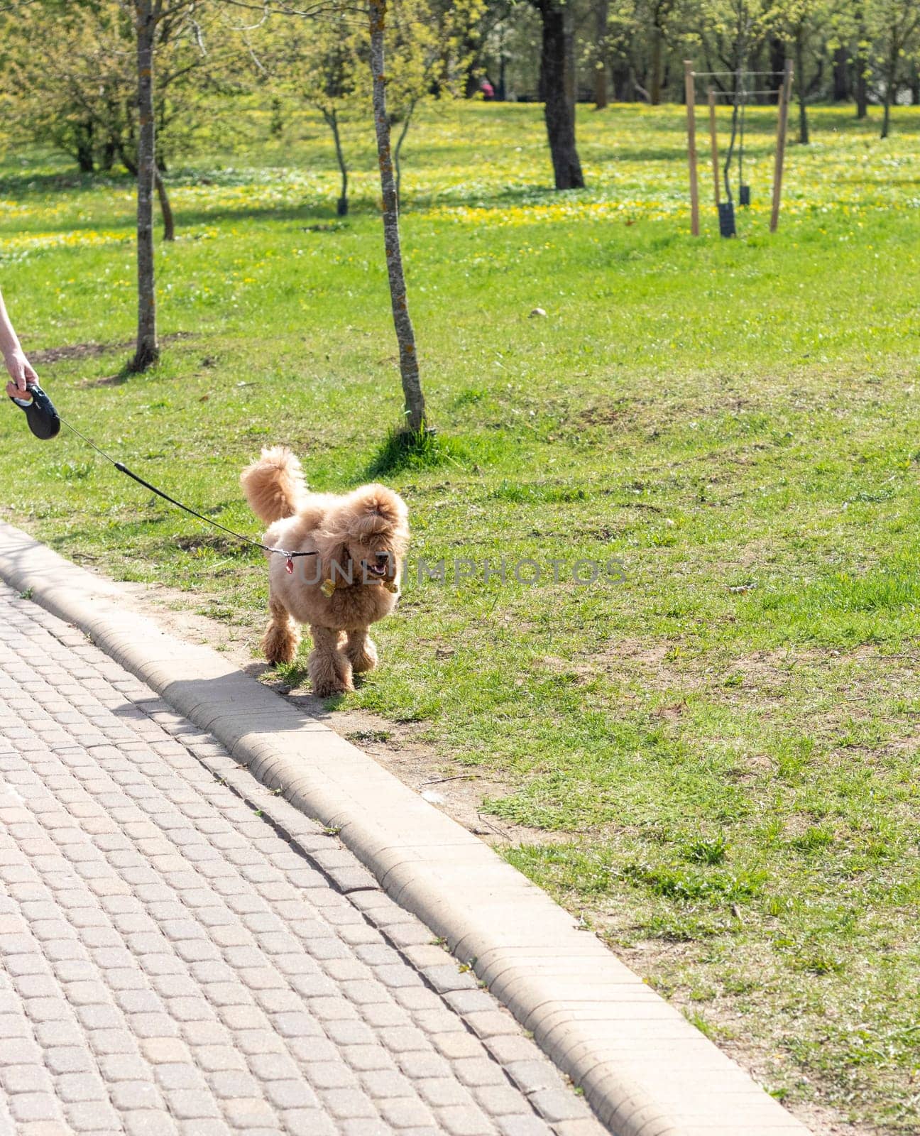 Person walks out the funny braided poodle dog