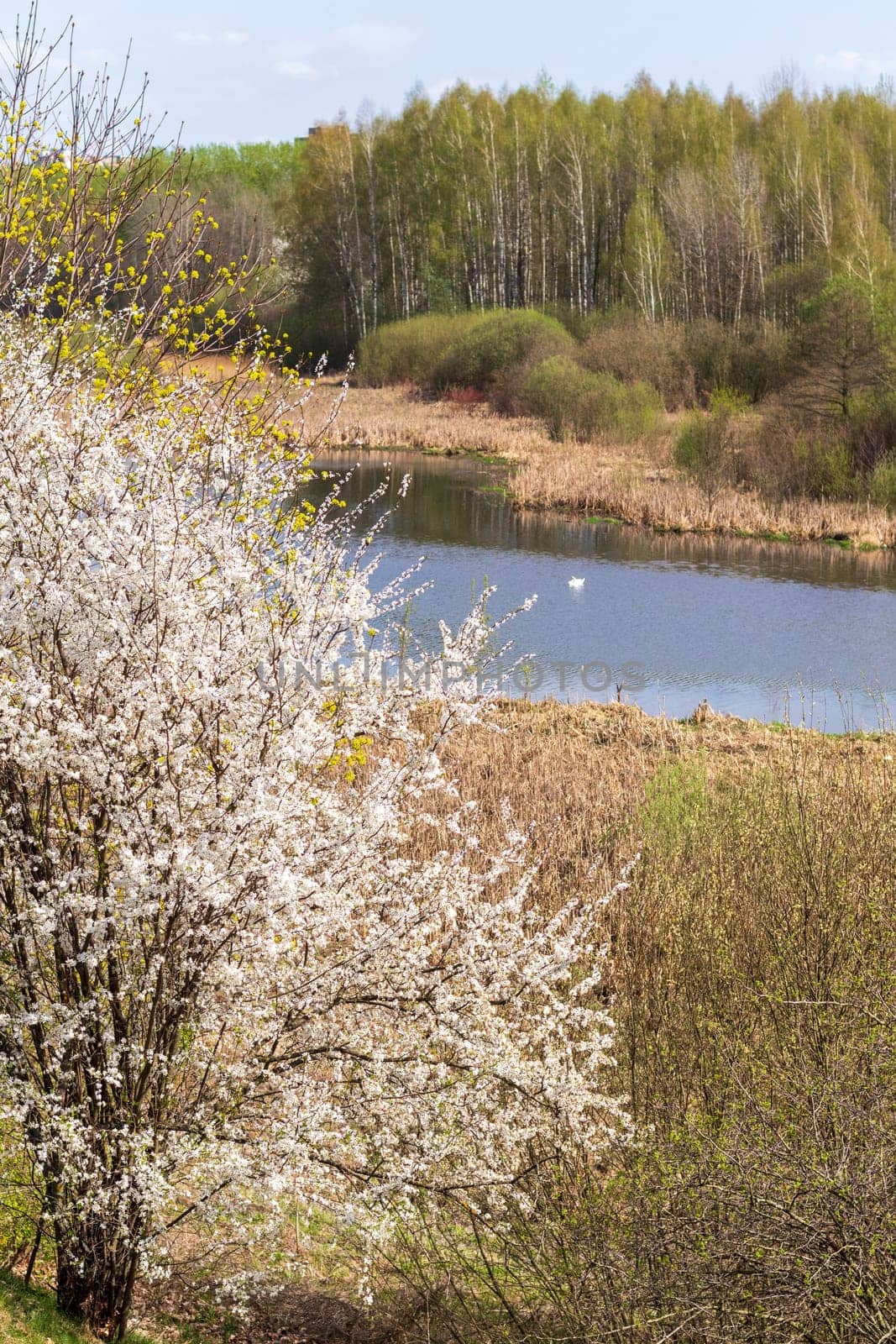 Landscape shot of the river among the blooming trees