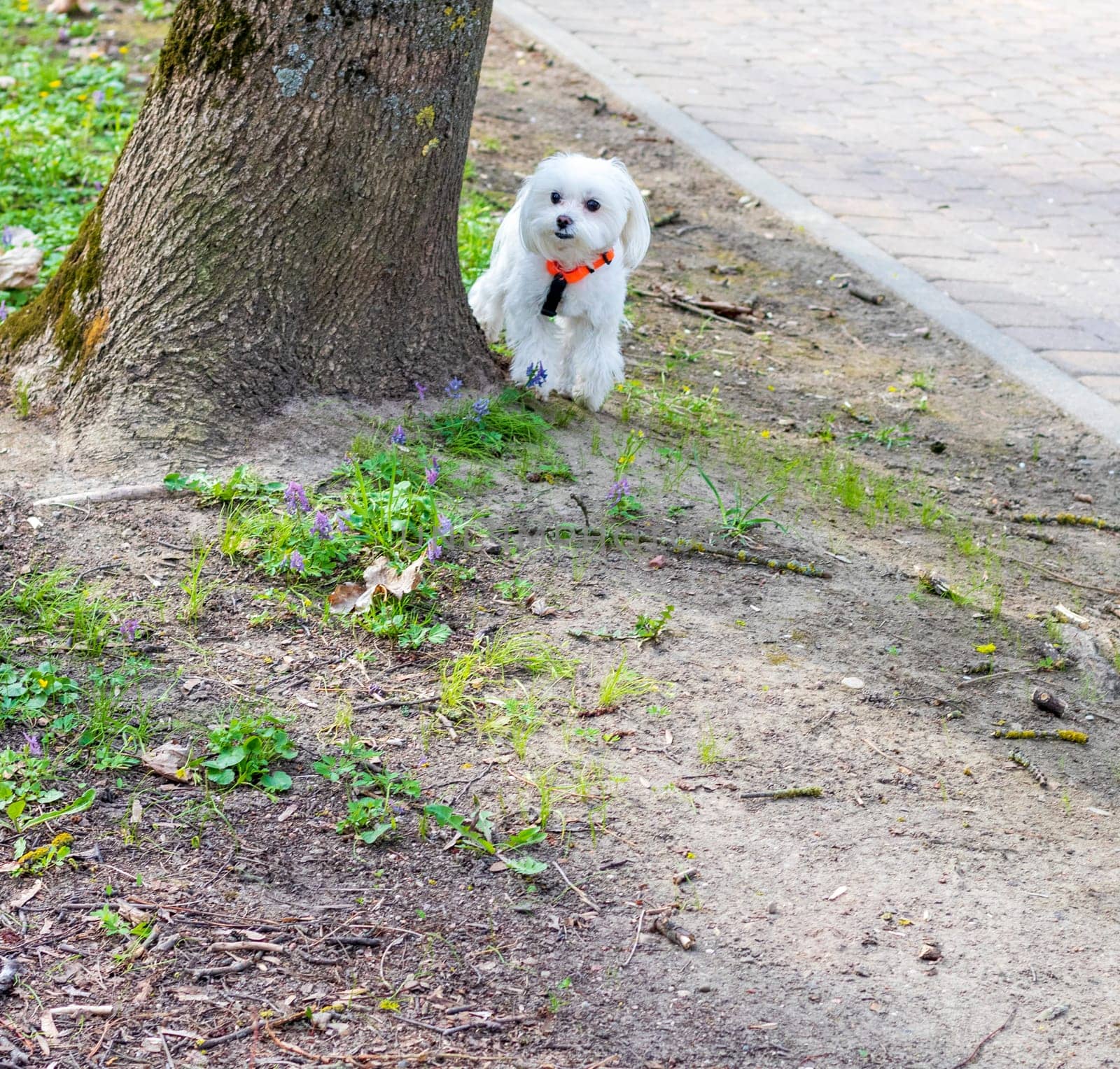 Shot of the cute, small puppy by the tree