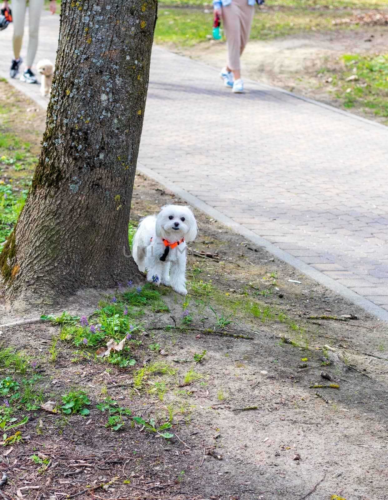 Shot of the cute, small puppy by the tree