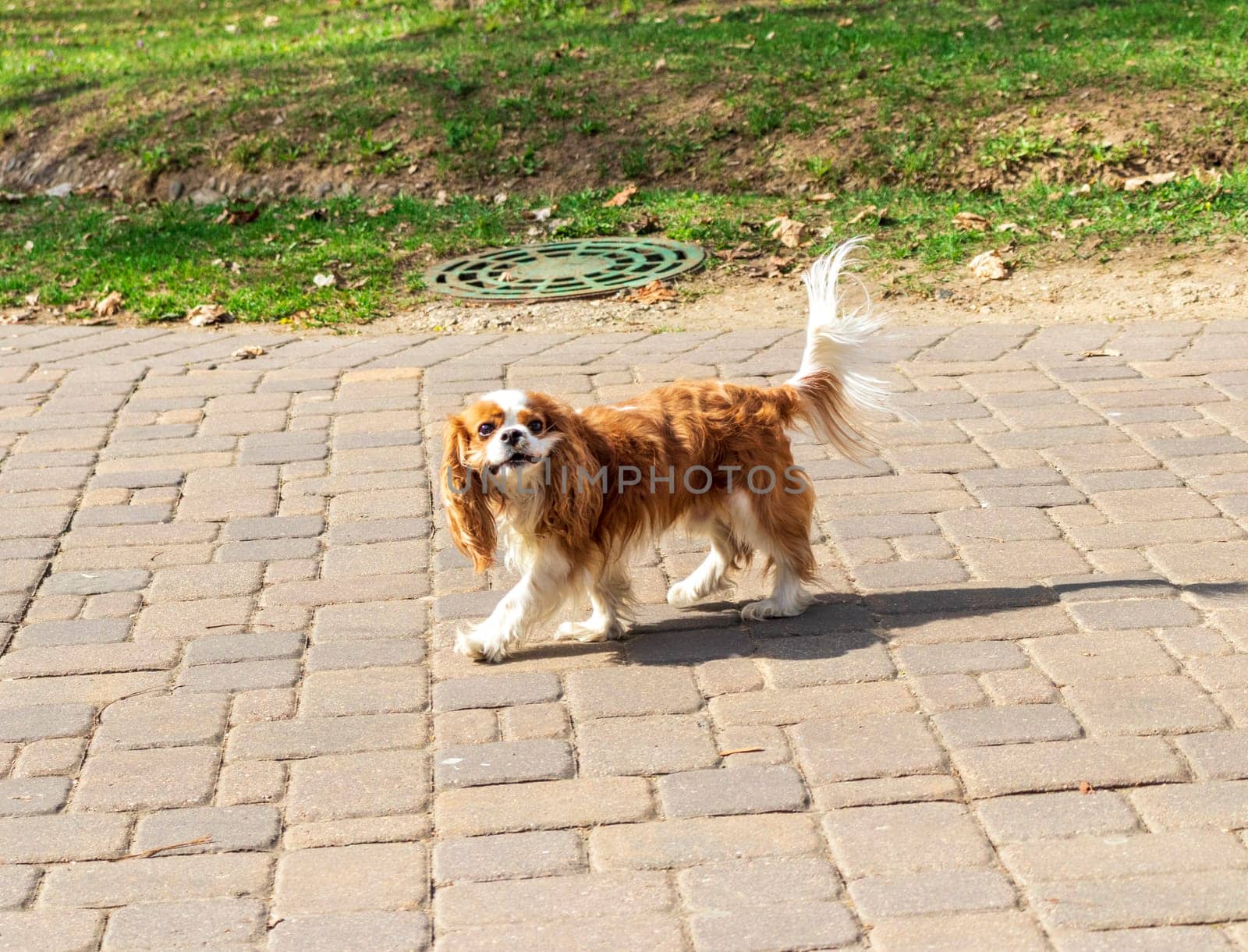 Shot of the cute, small puppy