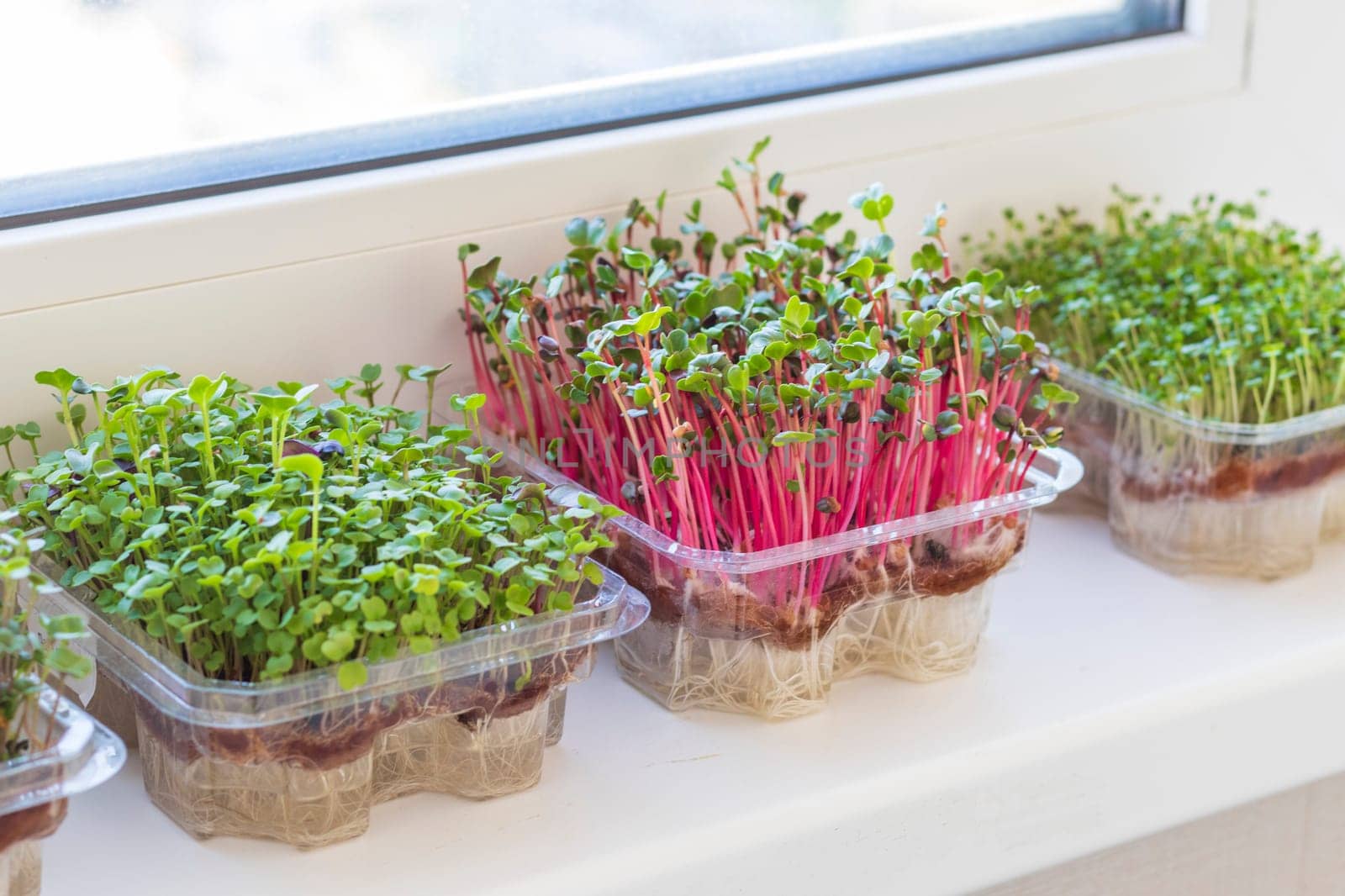 Freshly sprouted shoots of micro greens in the plastic containers on the jute mat. Placed on the windowsill in the balcony of the modern apartment
