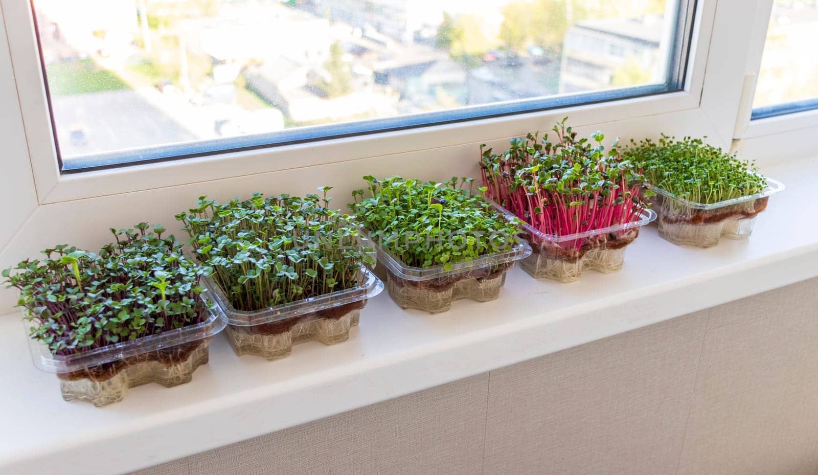 Freshly sprouted shoots of micro greens in the plastic containers on the jute mat. Placed on the windowsill in the balcony of the modern apartment