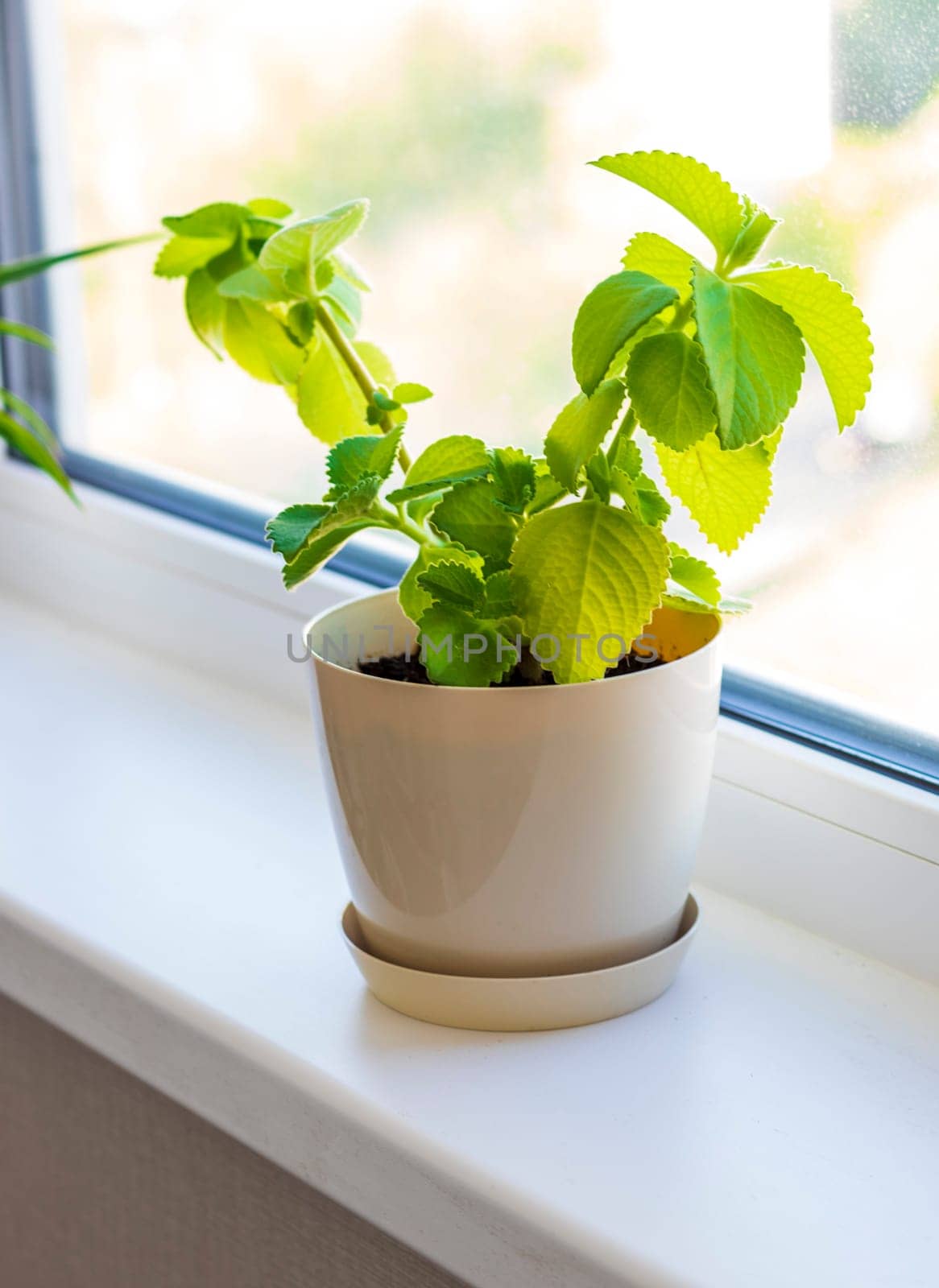 Aesthetic shot of the home pot plants on the windowsill of the modern apartment