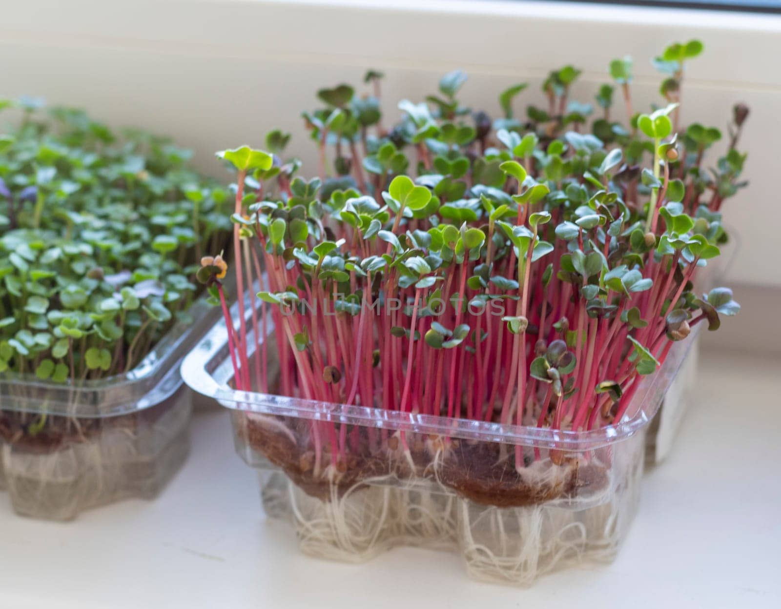 Freshly sprouted shoots of micro greens in the plastic container
