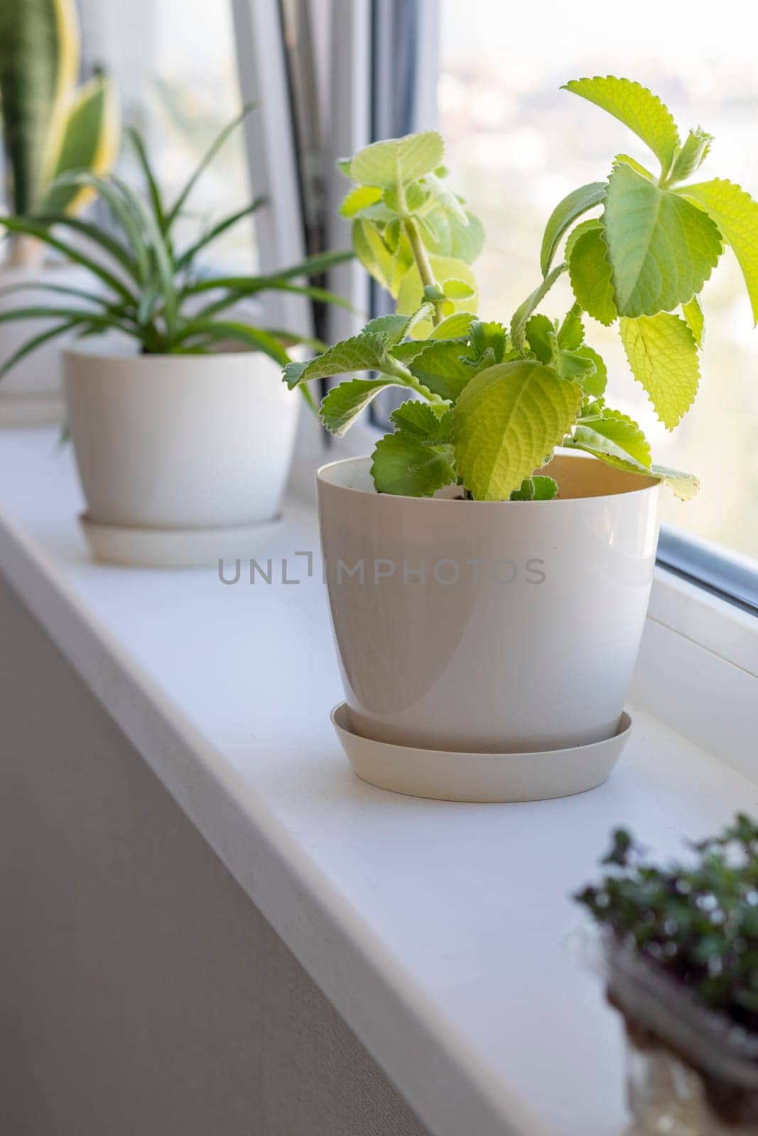 Aesthetic shot of the home pot plants on the windowsill of the modern apartment