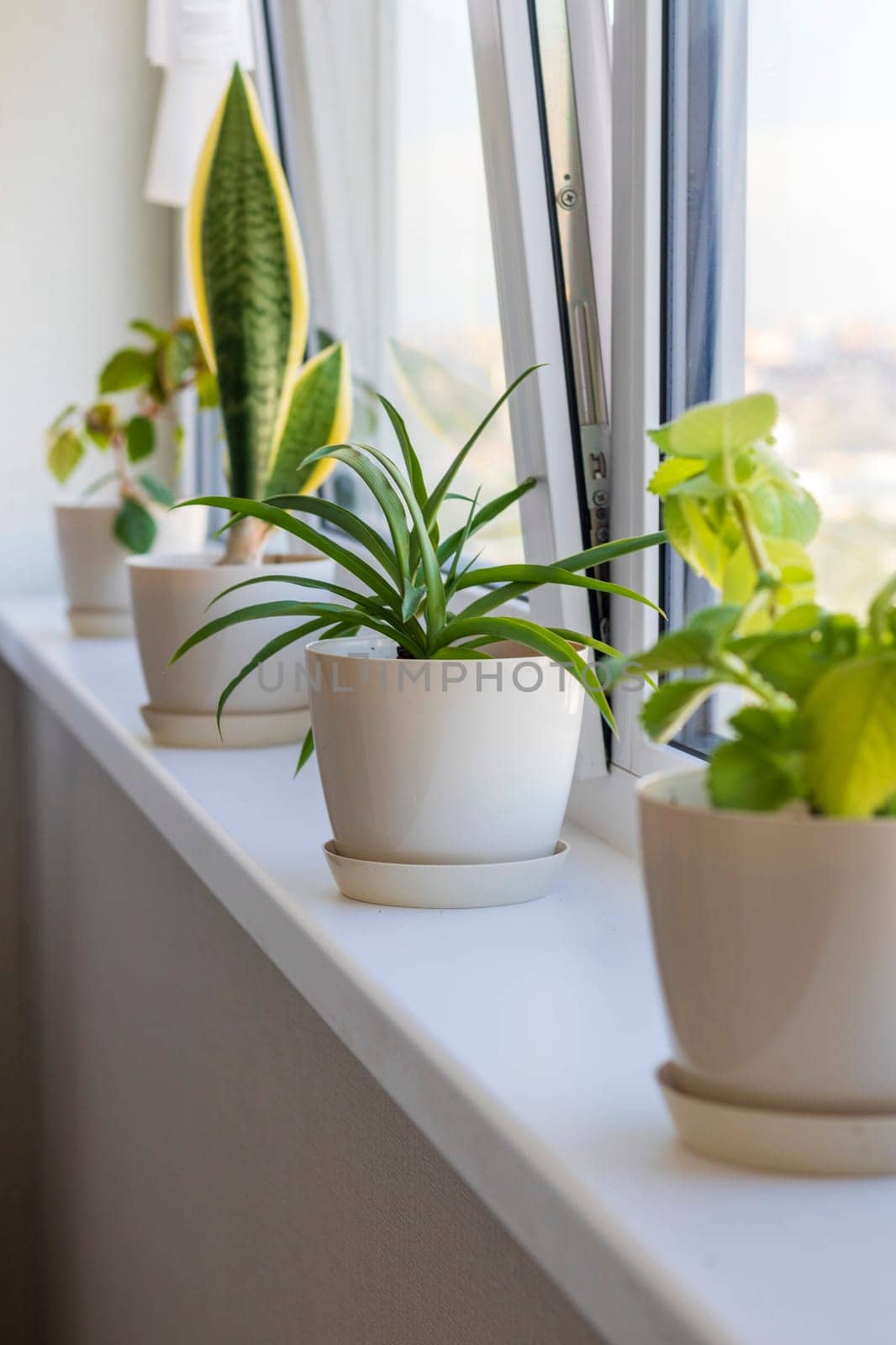 Aesthetic shot of the home pot plants on the windowsill of the modern apartment