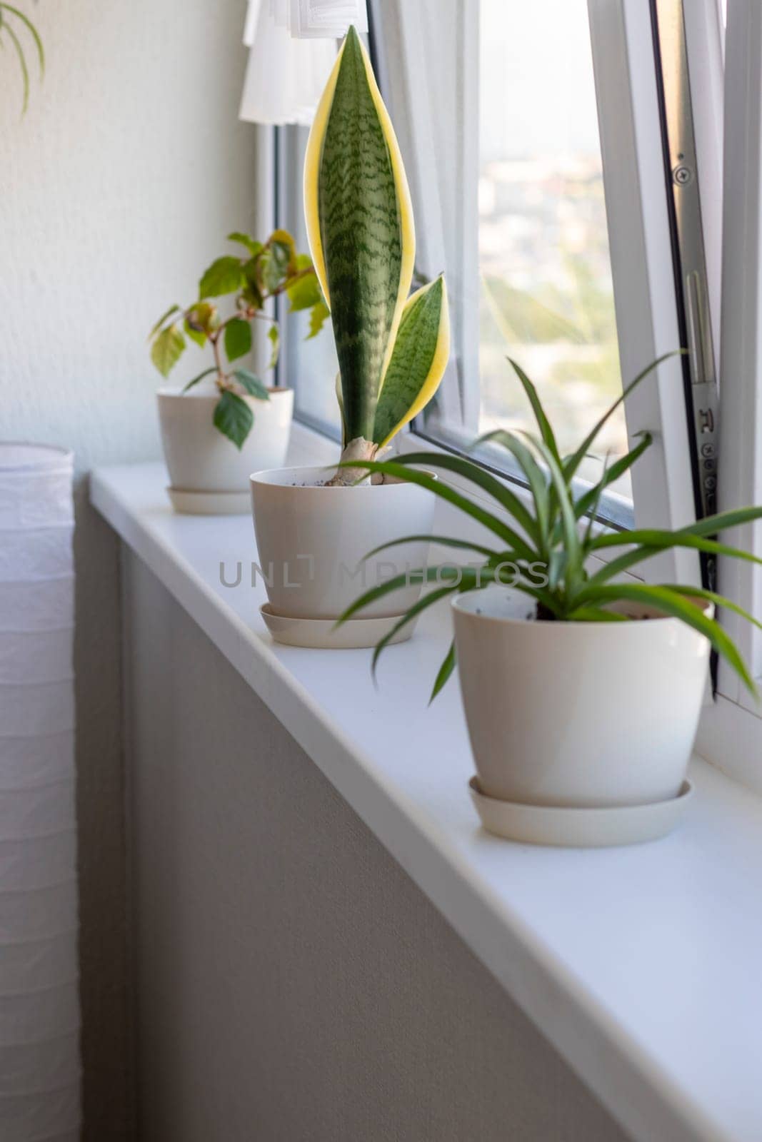 Aesthetic shot of the home pot plants on the windowsill of the modern apartment