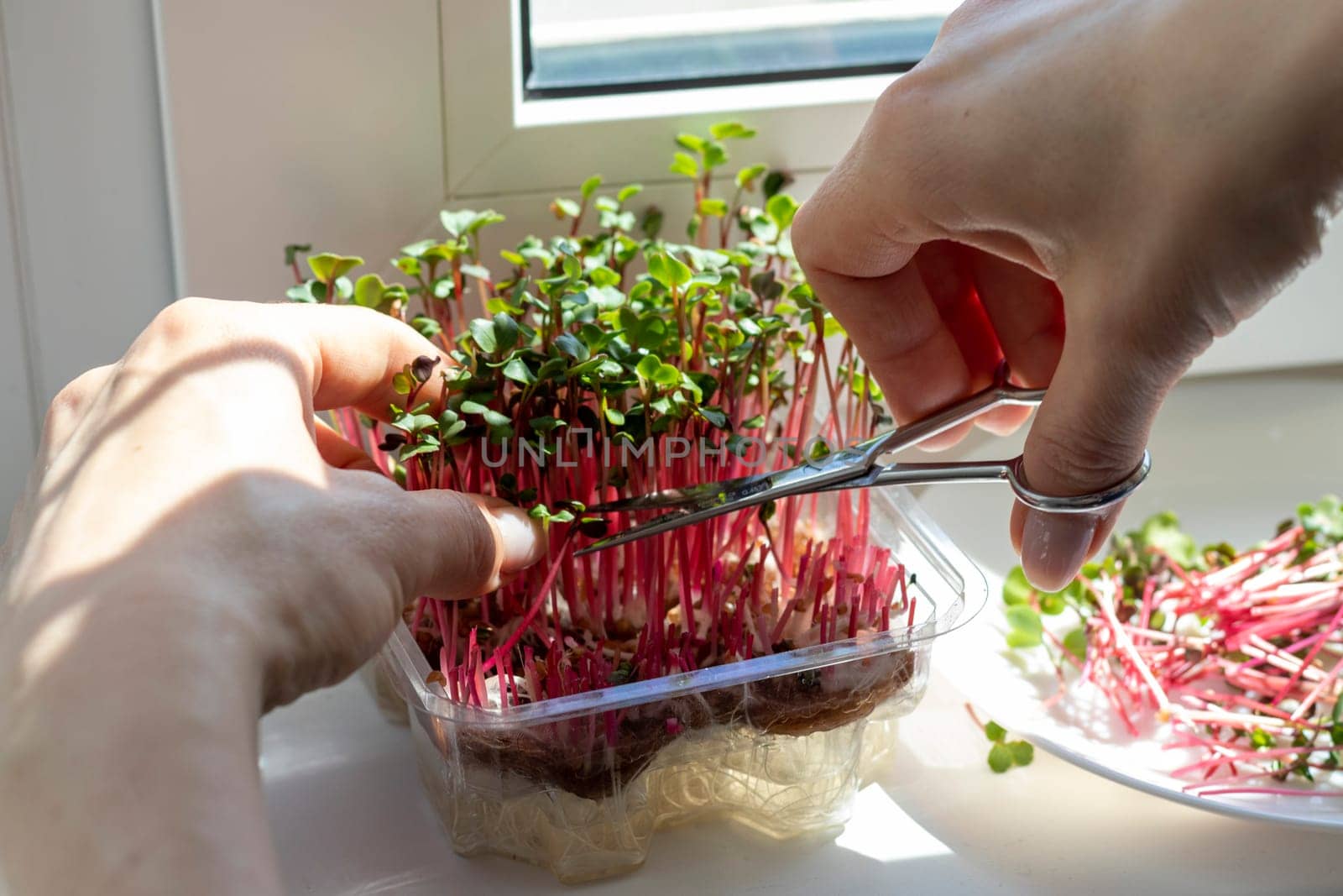 Woman cuts of the micro greens in the plastic container
