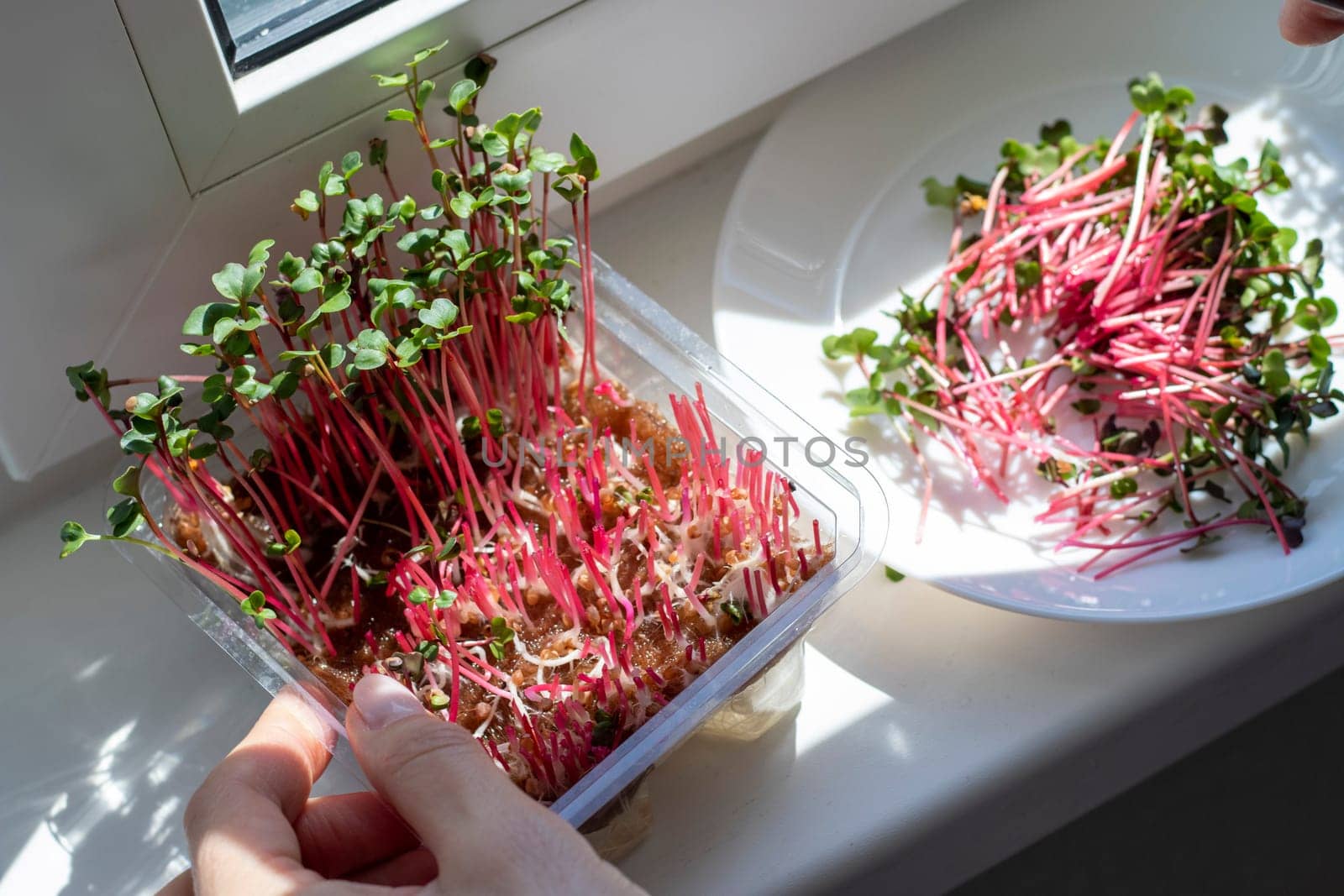 Woman cuts of the micro greens in the plastic container