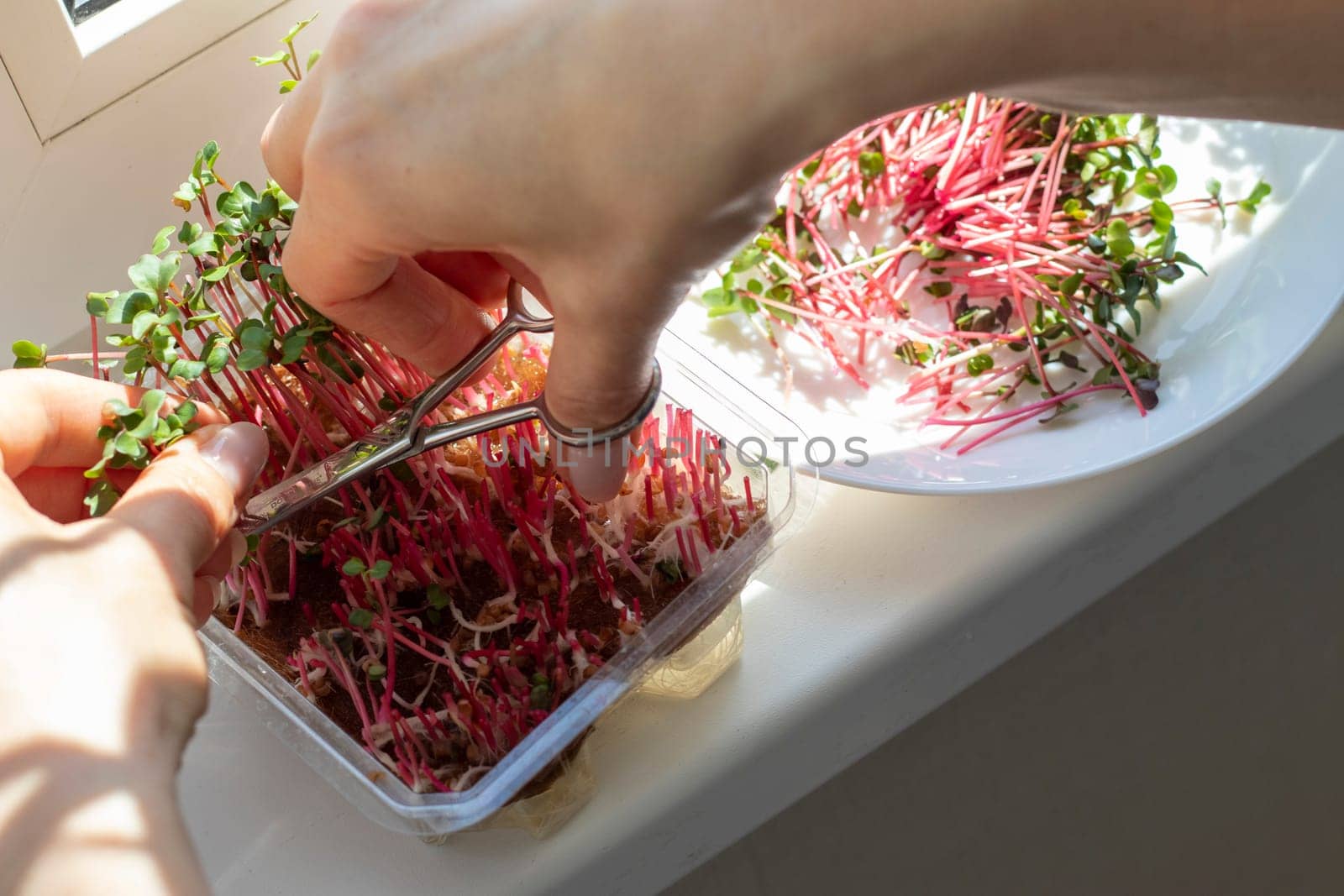 Woman cuts of the micro greens in the plastic container