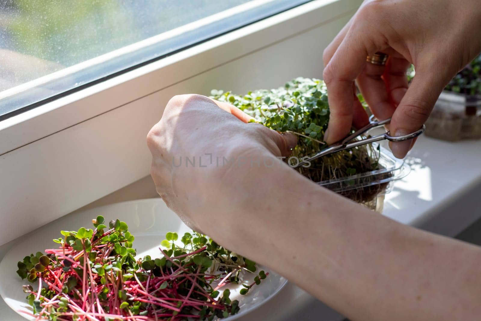 Woman cuts of the micro greens in the plastic container