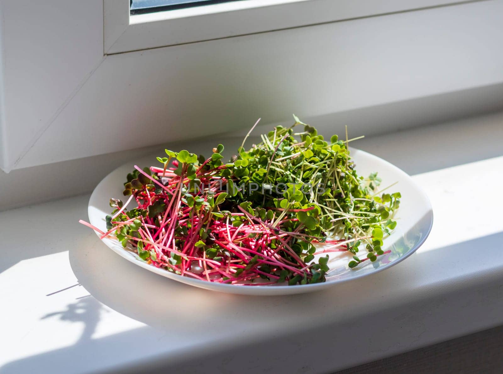 Freshly cut micro herbs on the plate
