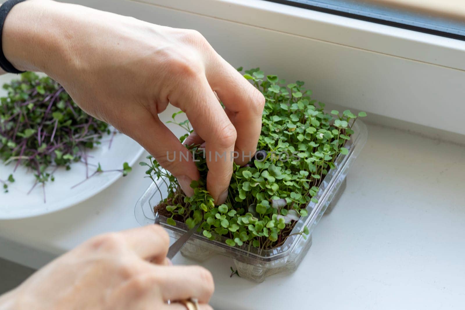 Woman cuts of the micro greens in the plastic container